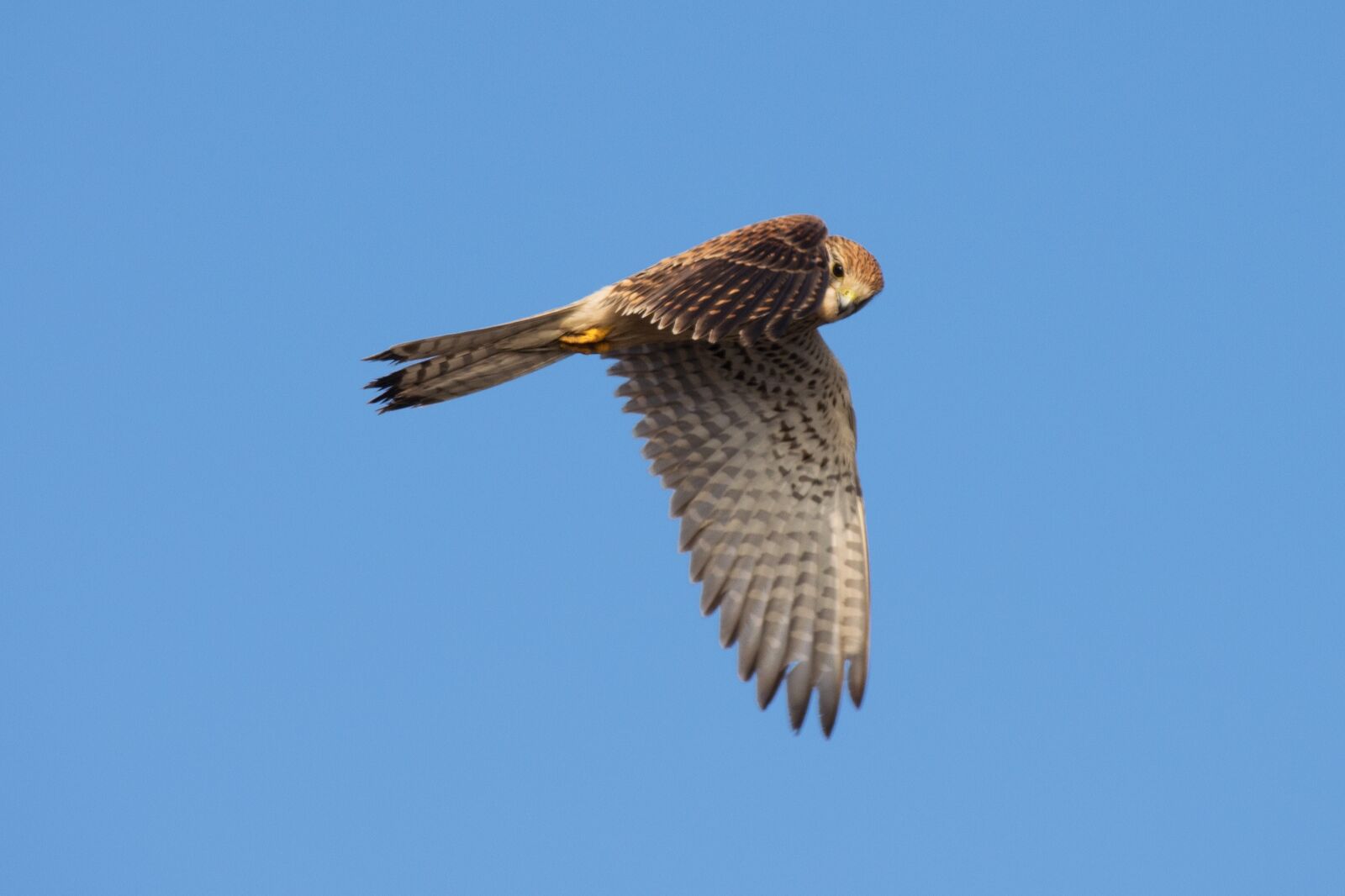 Nikon D5300 sample photo. Bird, raptor, falcon photography