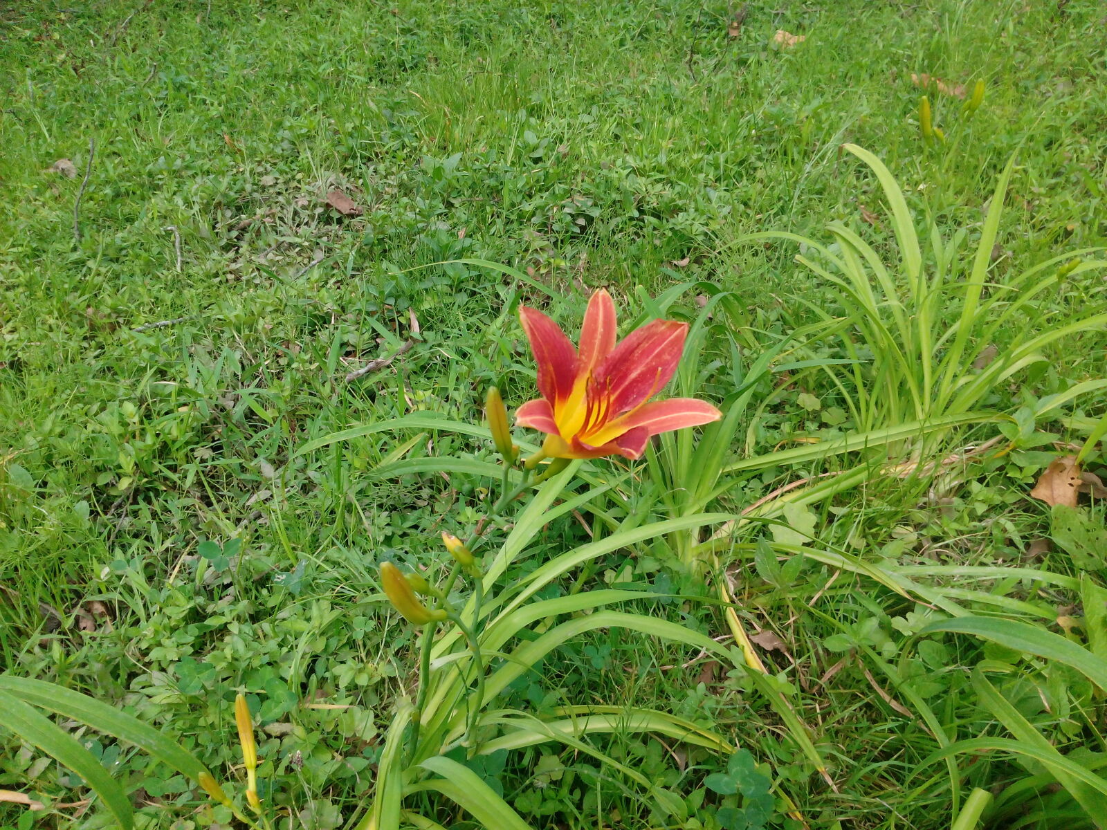 HUAWEI Hol-U19 sample photo