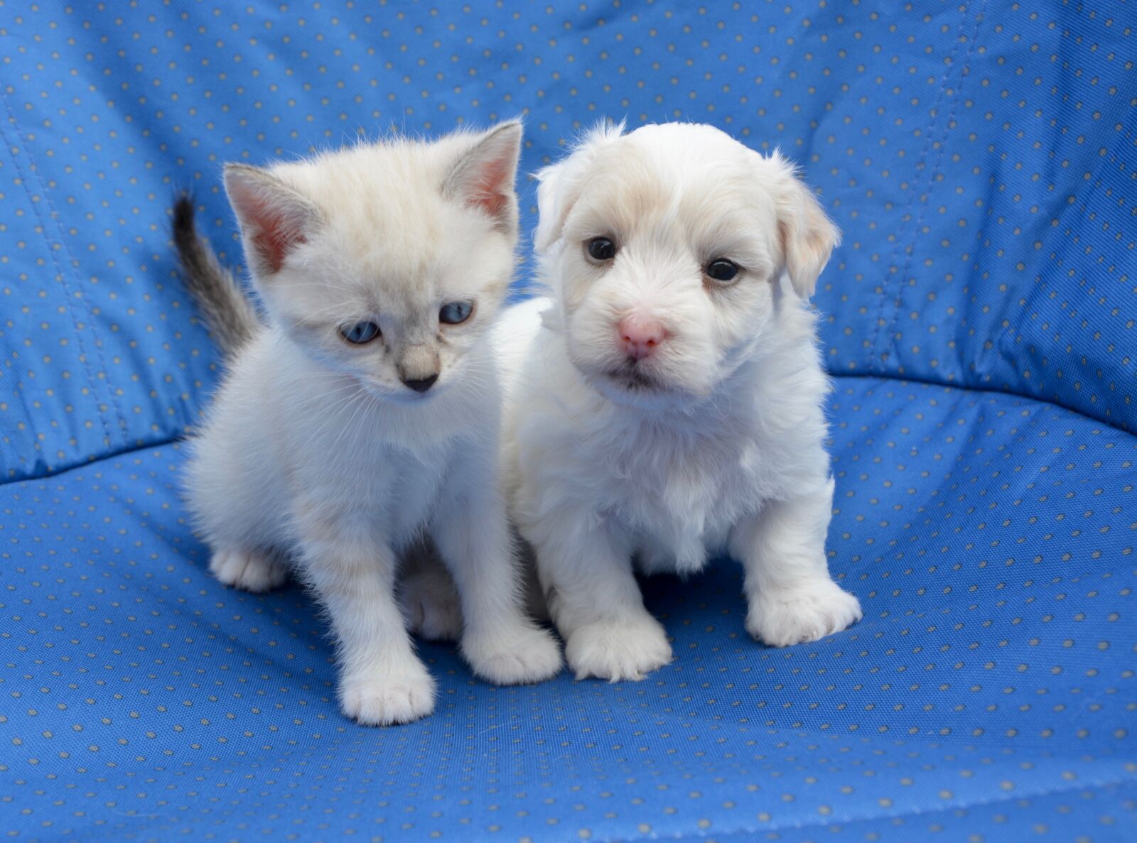Nikon D5200 sample photo. Puppy, kitten, dog cat photography