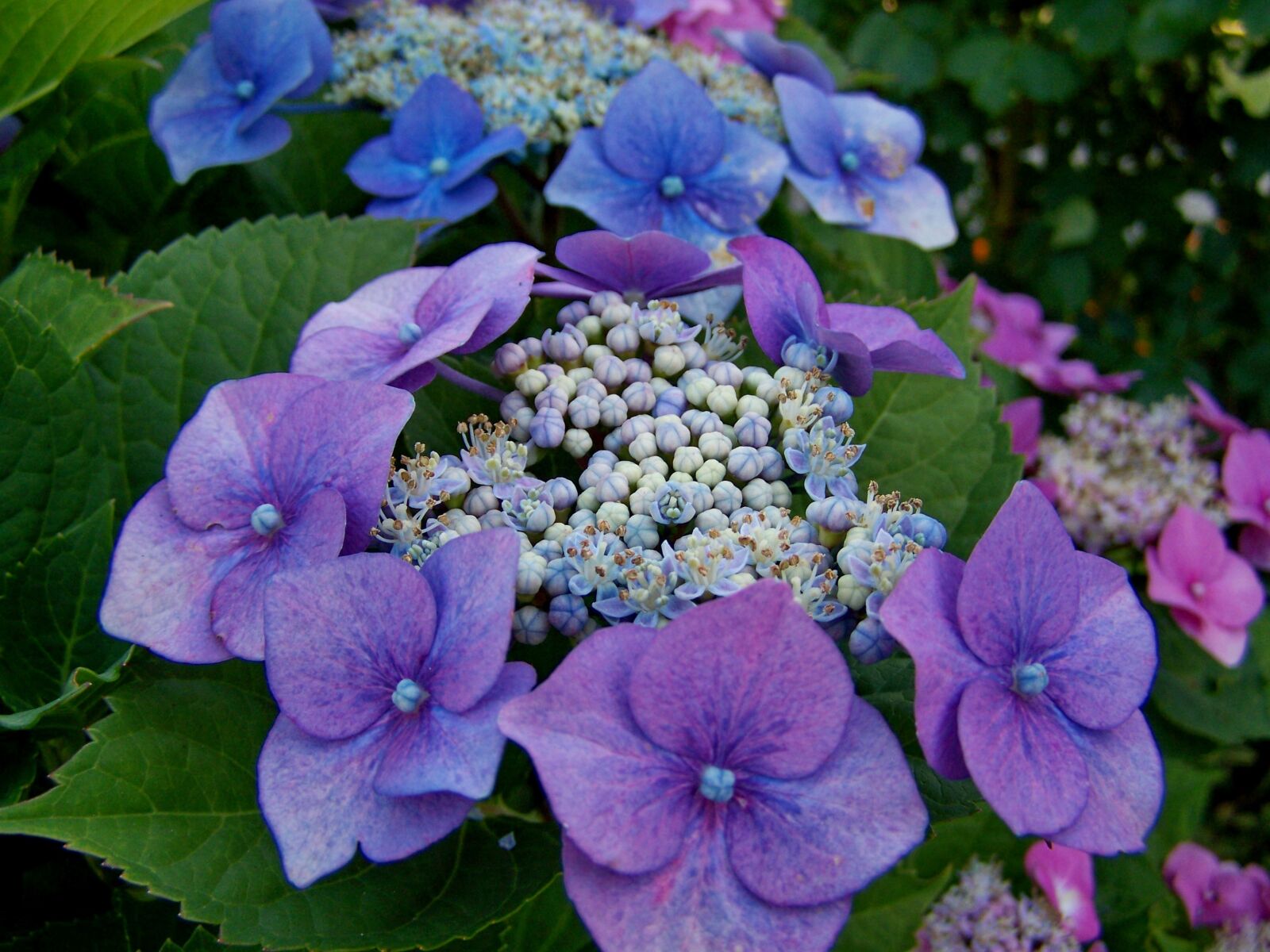 Kodak EASYSHARE ZD710 ZOOM DIGITAL CAMERA sample photo. Hydrangea, summer flower, flower photography