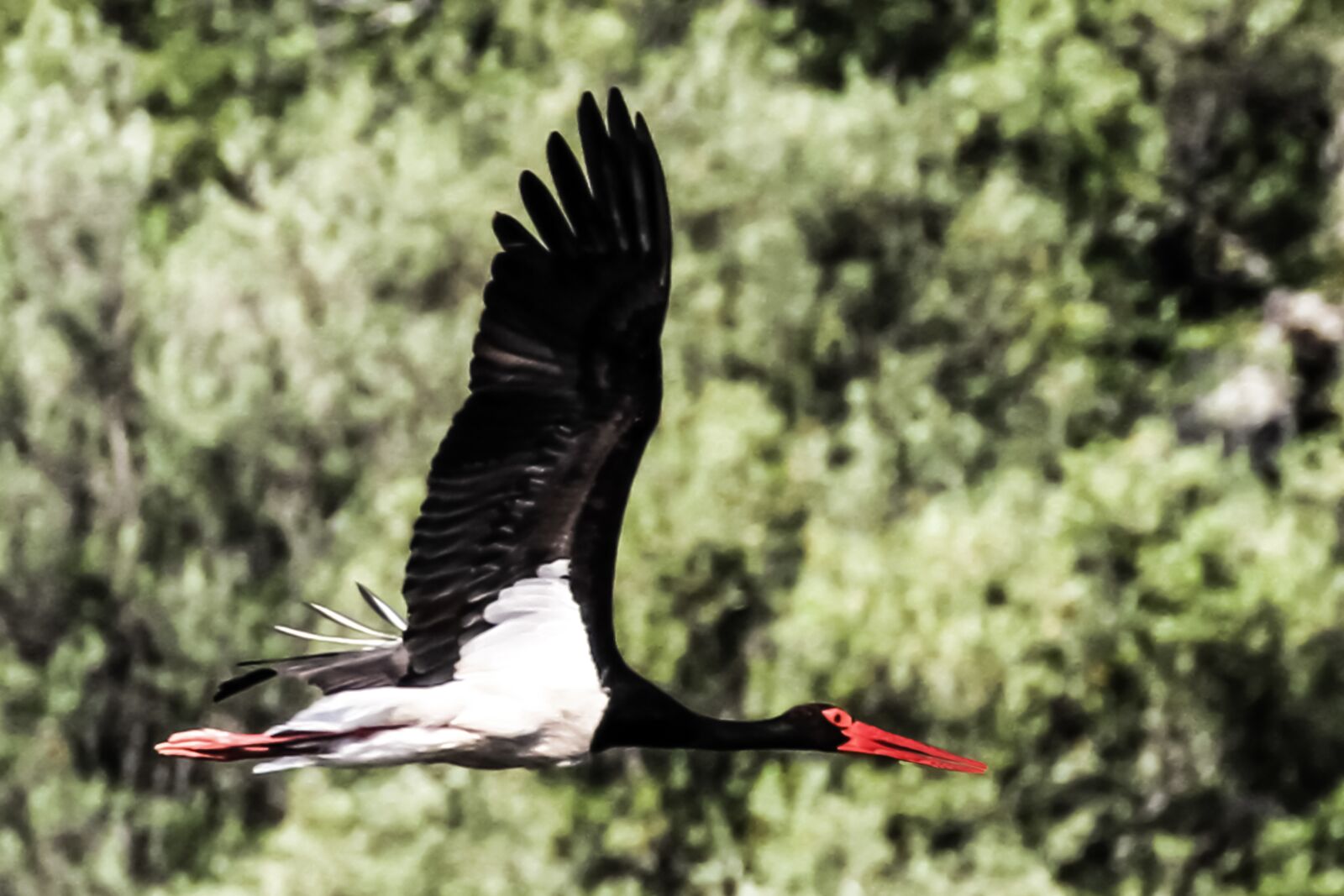 Canon EOS 7D + Canon EF 100-400mm F4.5-5.6L IS II USM sample photo. Spain, extremadura, black stork photography