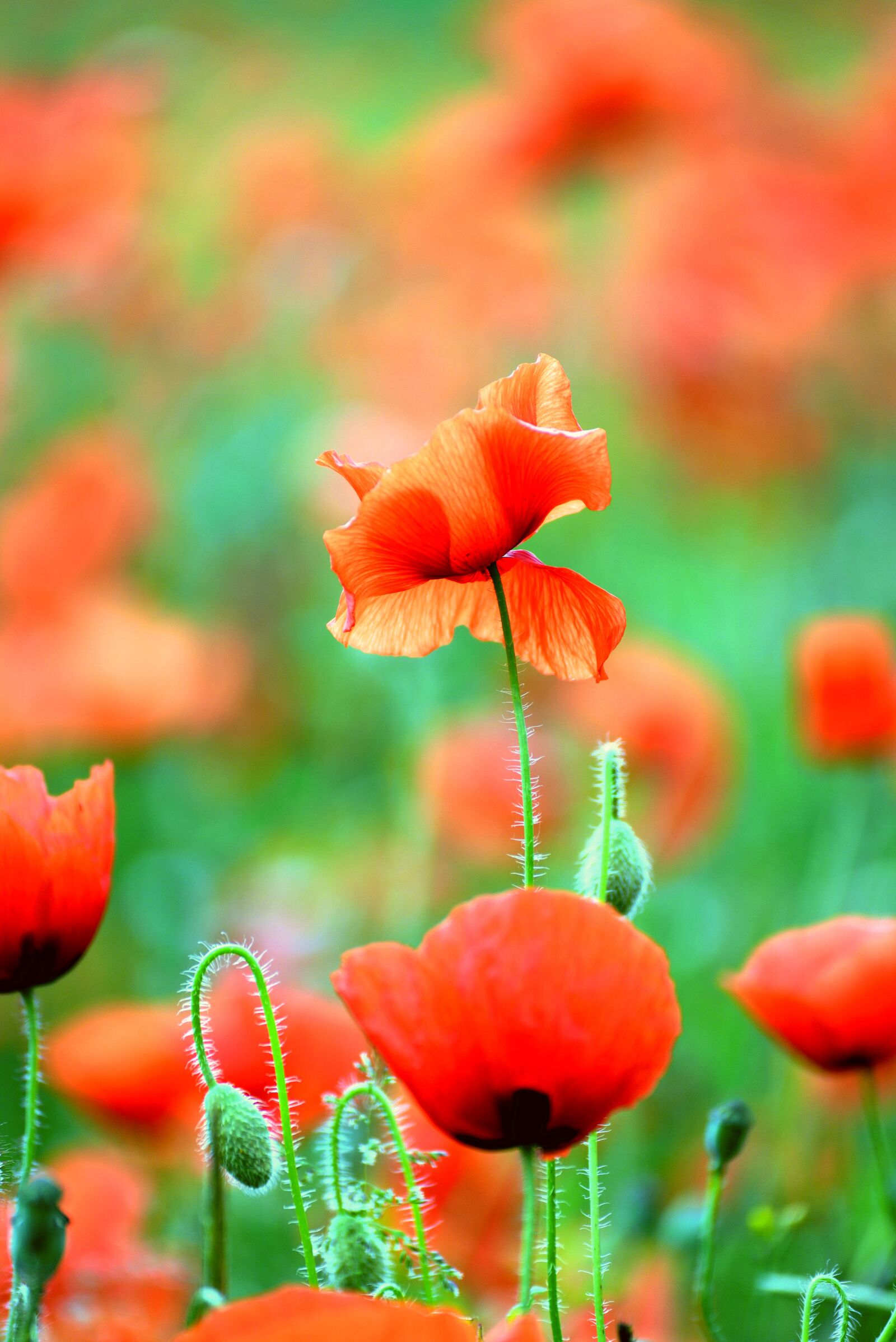 Nikon D610 sample photo. Poppy, klatschmohn, field of photography