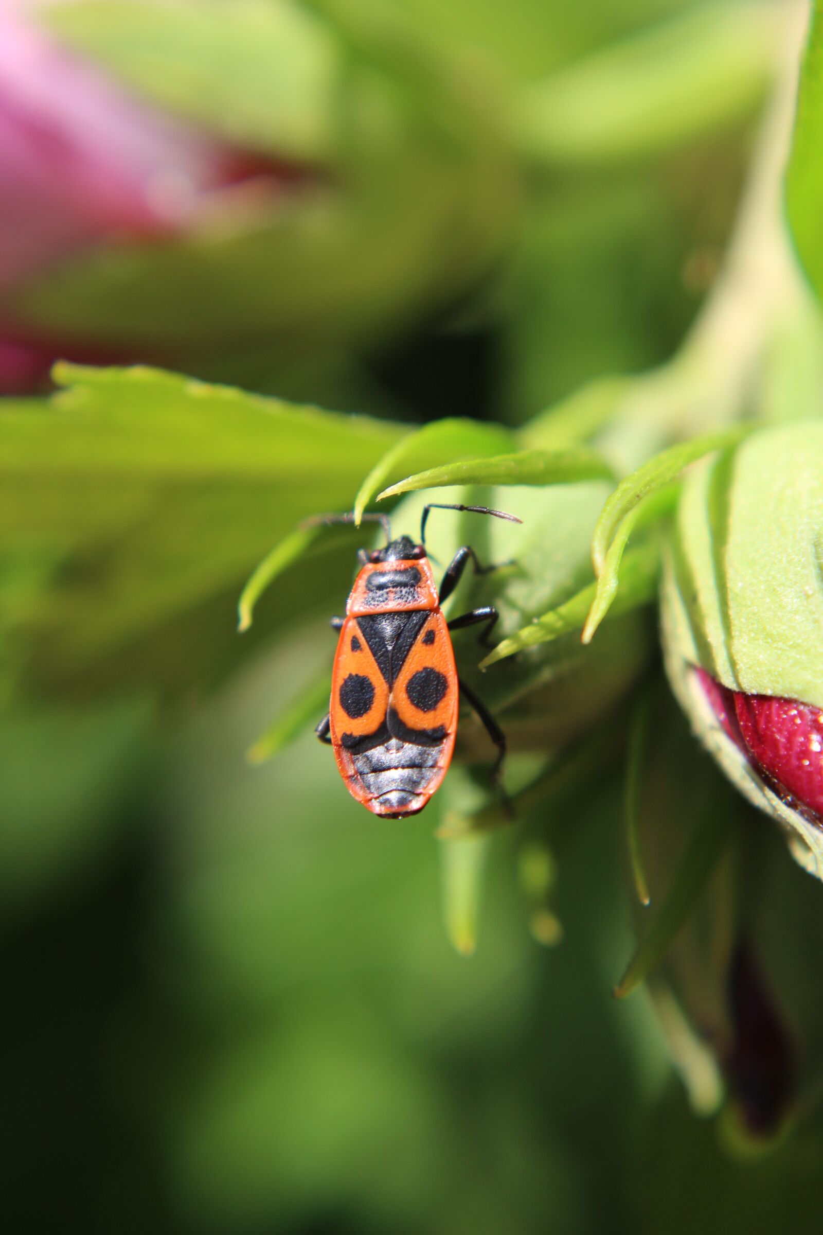 Canon EF-S 18-55mm F3.5-5.6 IS sample photo. Beetle, nature, insect photography