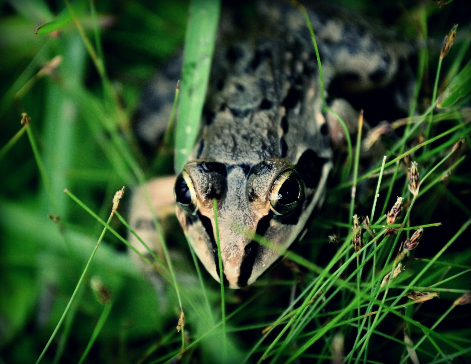 Nikon D3100 sample photo. Frog, ecosystem, eco photography