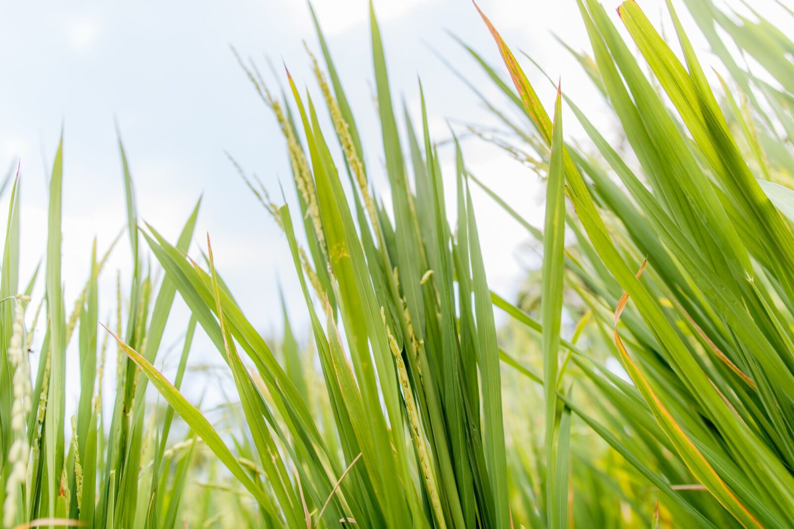 Canon EOS 750D (EOS Rebel T6i / EOS Kiss X8i) sample photo. Rice, plant, sky photography