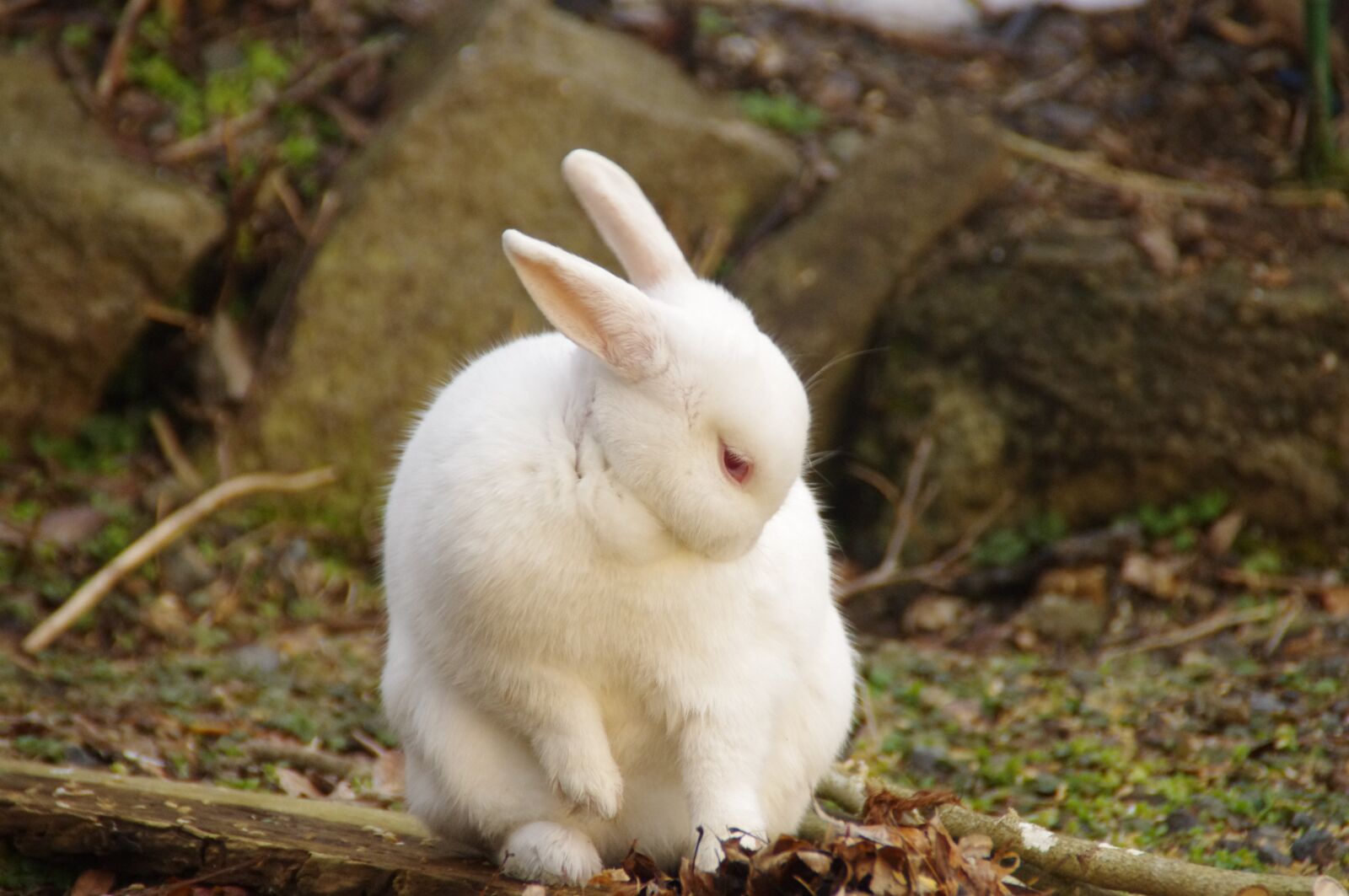 Pentax K-r sample photo. Rabbit, bunny, animal photography