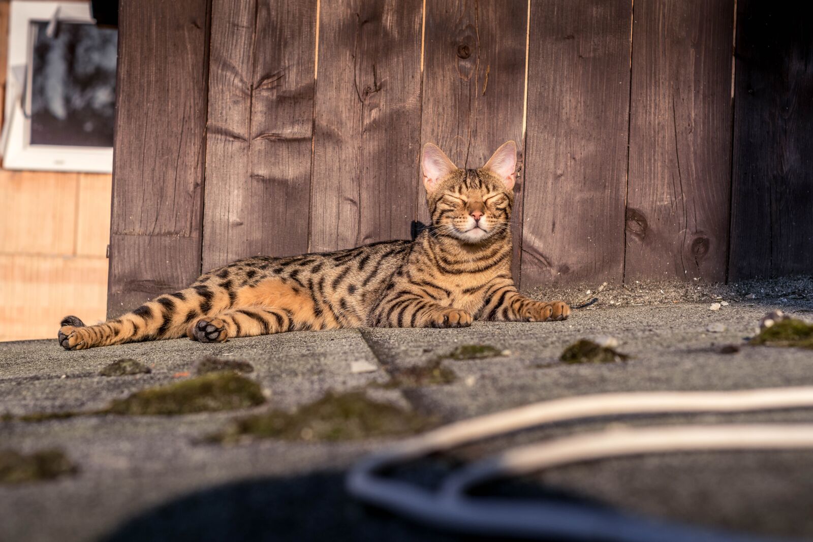 Nikon D5300 sample photo. Bengal, cat, tiger photography