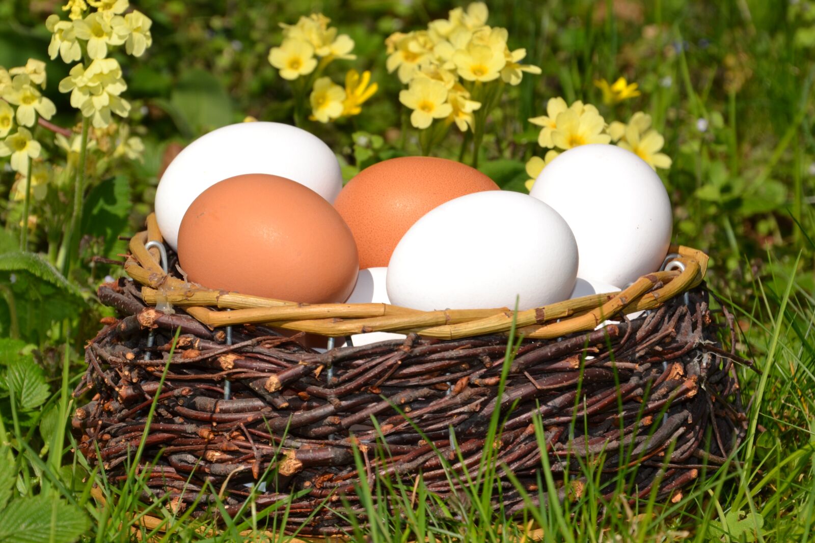 Nikon D3100 sample photo. Egg, white, brown photography