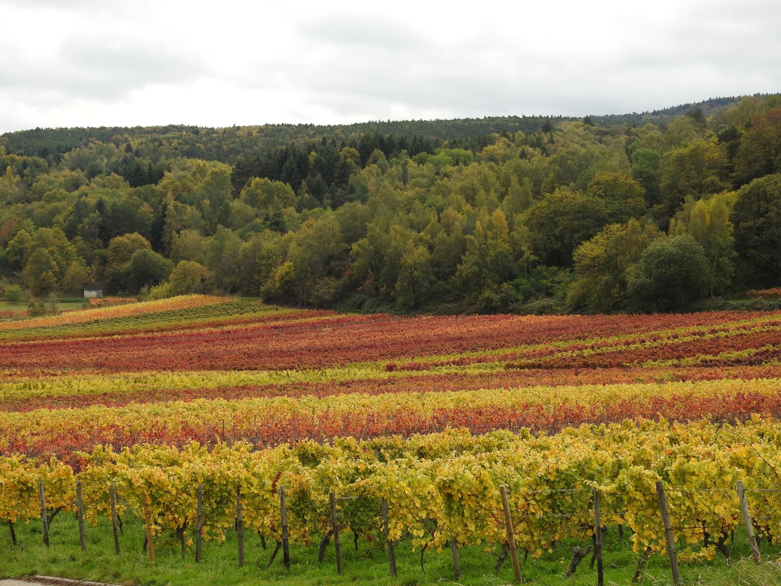Nikon Coolpix P900 sample photo. Autumn, vineyards, autumn colours photography