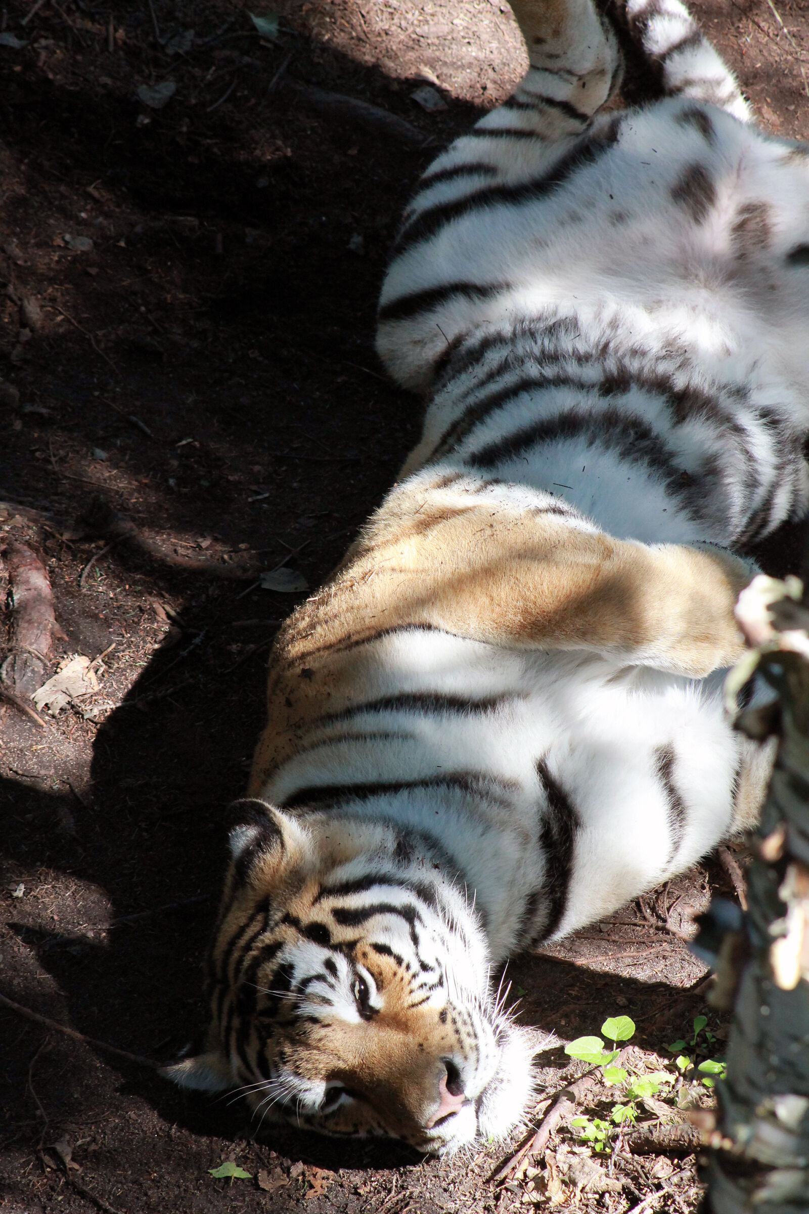 Canon EOS 1100D (EOS Rebel T3 / EOS Kiss X50) sample photo. Big, cat, tiger photography