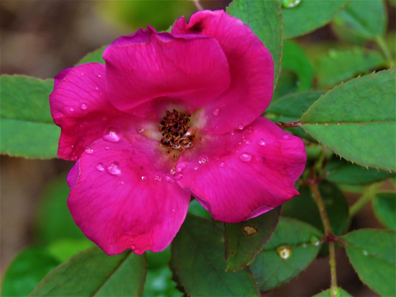 Canon PowerShot SX60 HS sample photo. Flower, macro, red photography