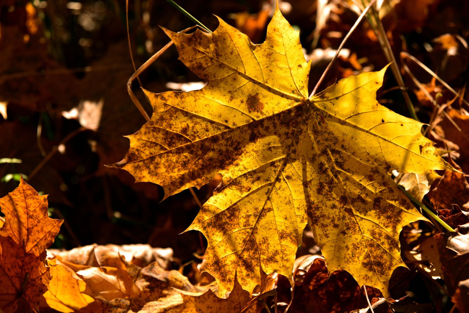 Nikon D750 sample photo. Leaves, ground, autumn photography