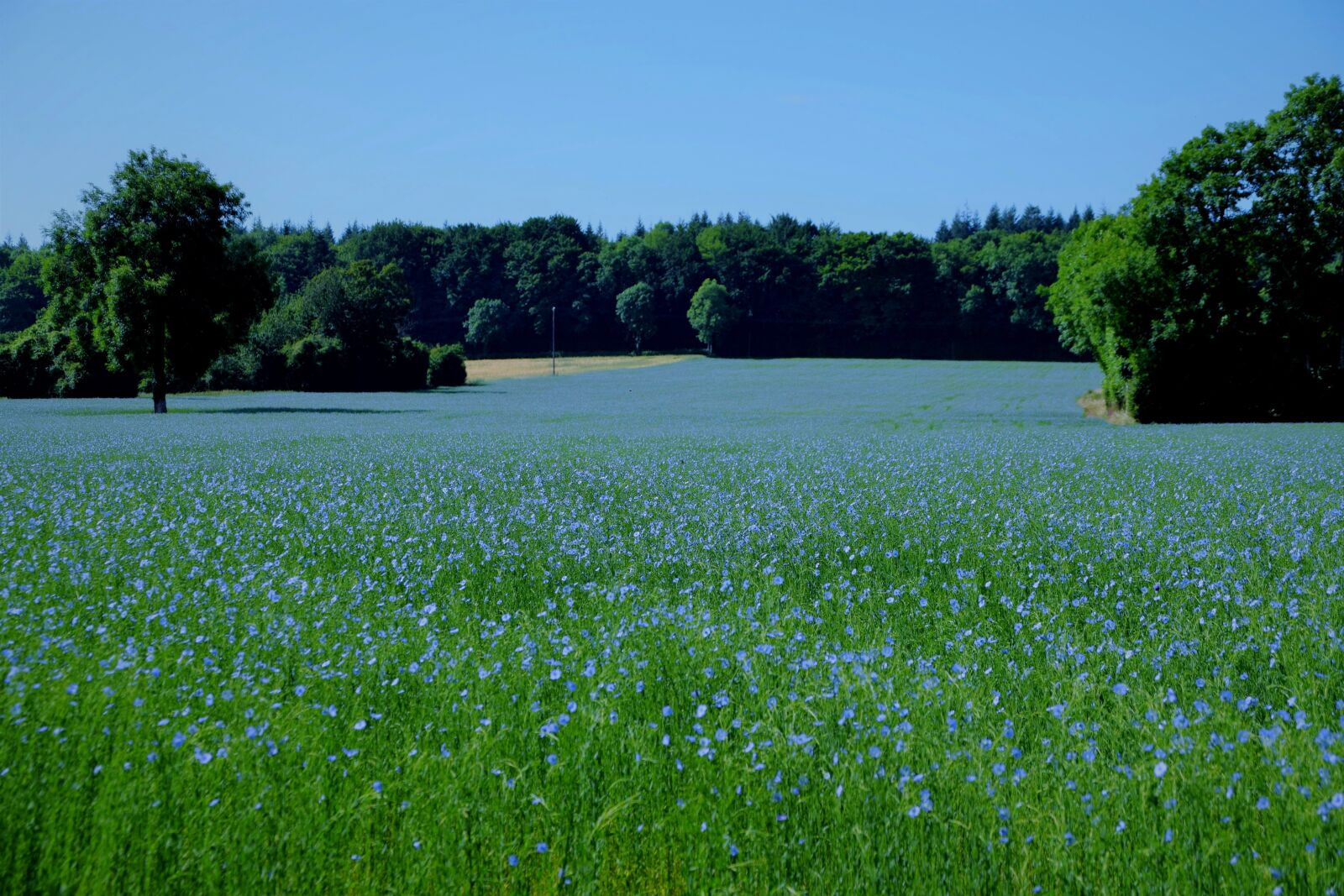 Nikon D5300 sample photo. Landscapes, field, spring photography