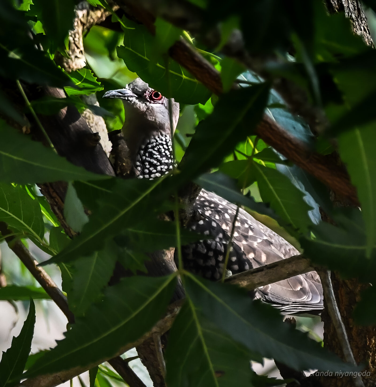 Sigma 100-400mm F5-6.3 DG OS HSM sample photo