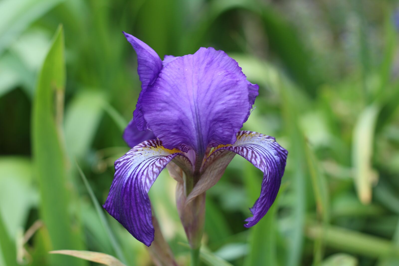 Canon EF 50mm F1.8 STM sample photo. Iris, blue flower, spring photography