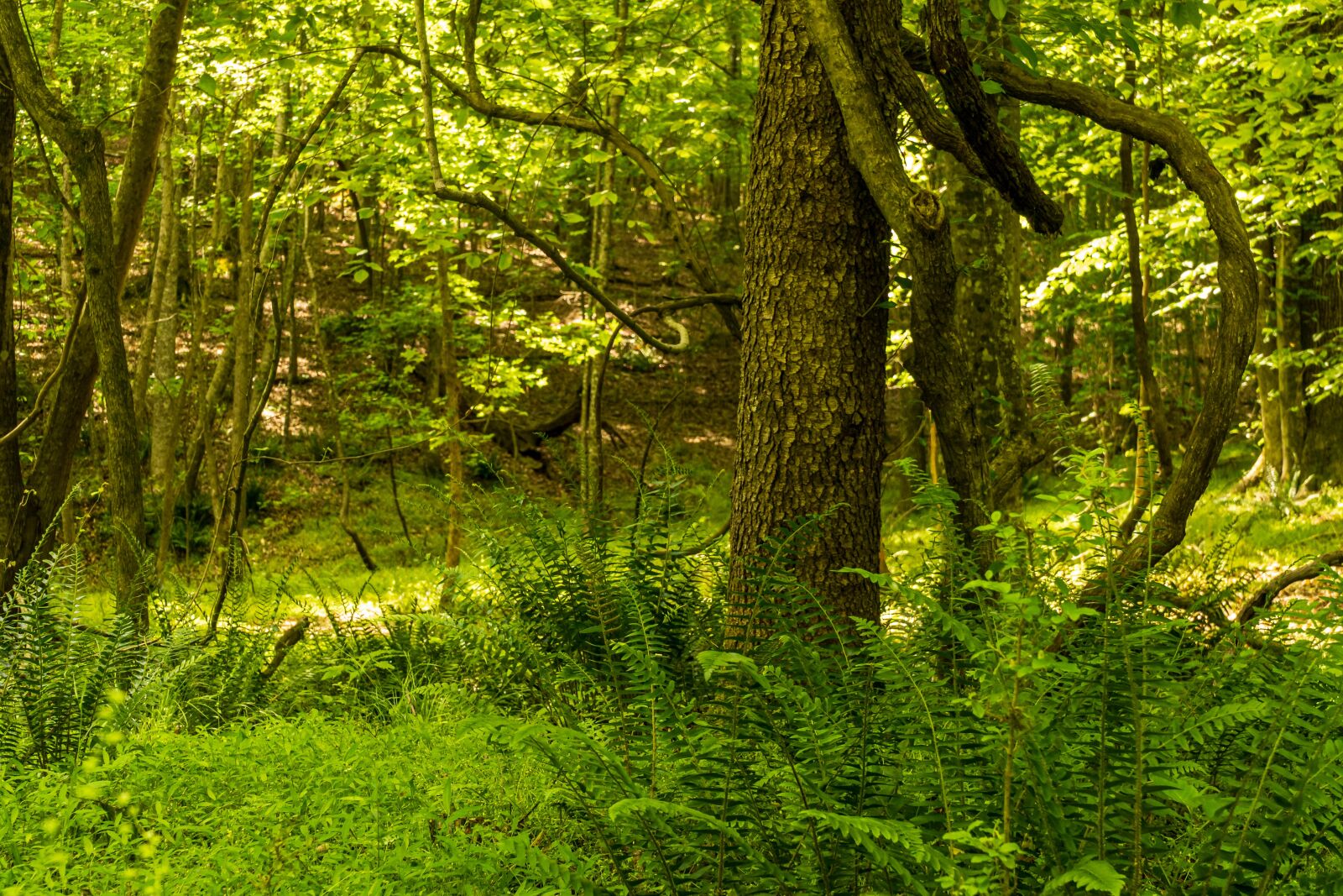 Sony E PZ 18-105mm F4 G OSS sample photo. Spring forest, daylight forest photography
