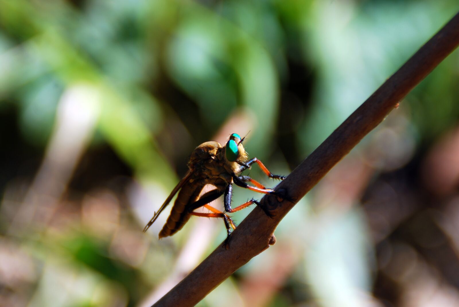 Nikon D40X sample photo. Fly, bug, insect photography