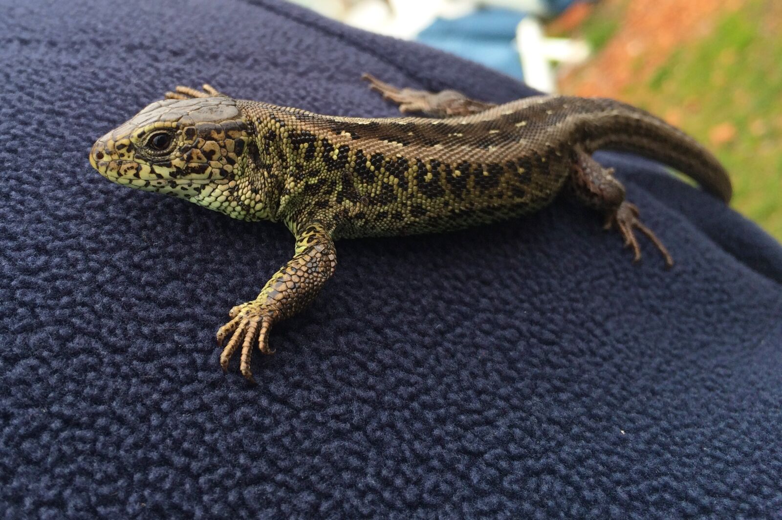 iPhone 5s back camera 4.15mm f/2.2 sample photo. Lizard, reptile, nature photography
