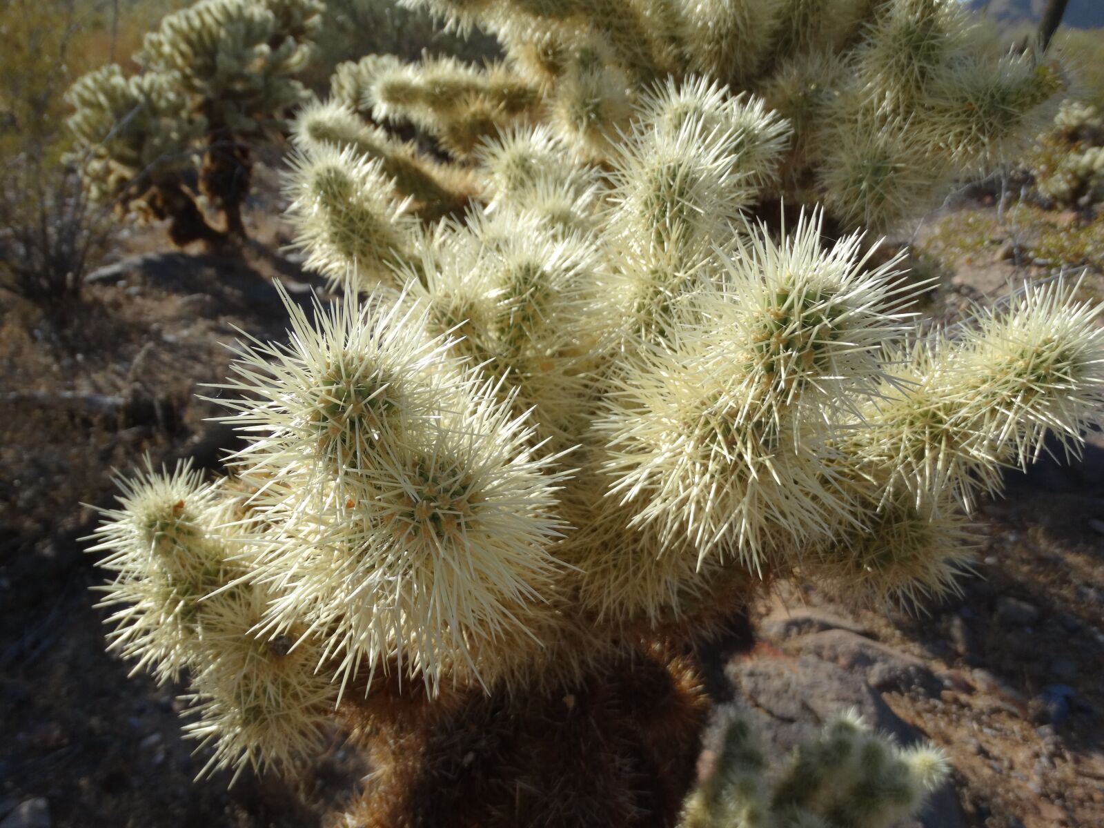 Sony Cyber-shot DSC-HX300 sample photo. Cholla, desert, cactus photography