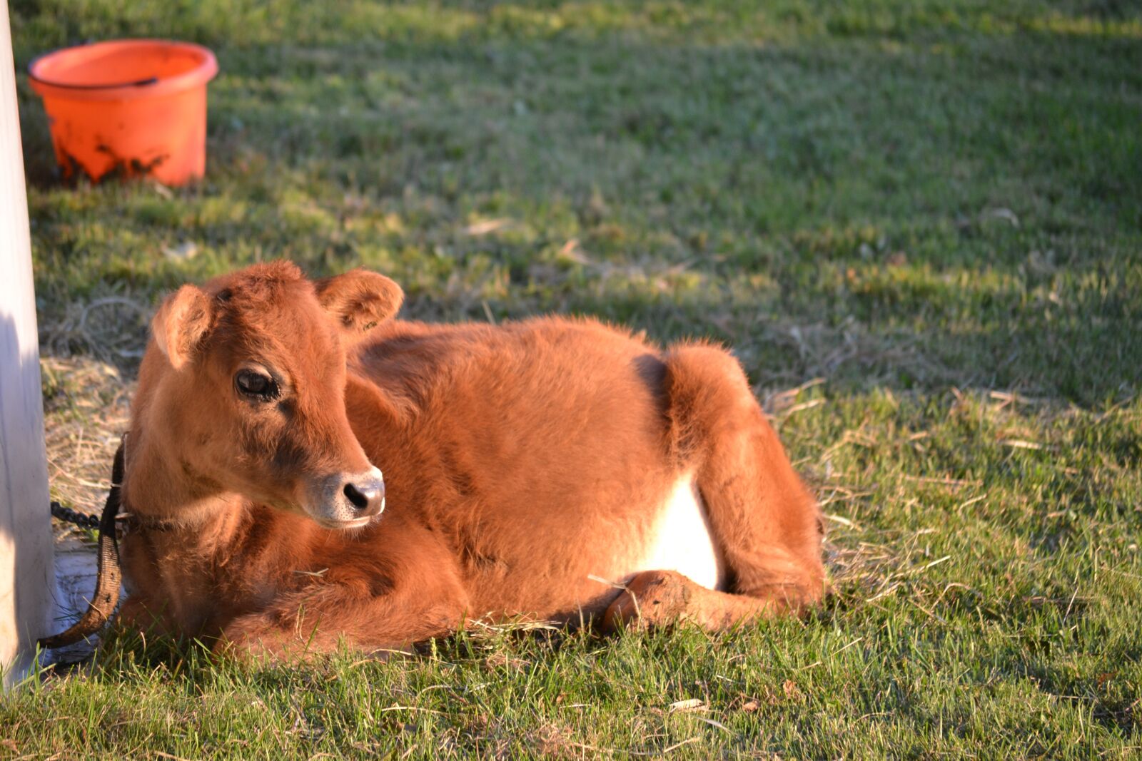 Nikon D3100 sample photo. Cow, calf, brown cow photography
