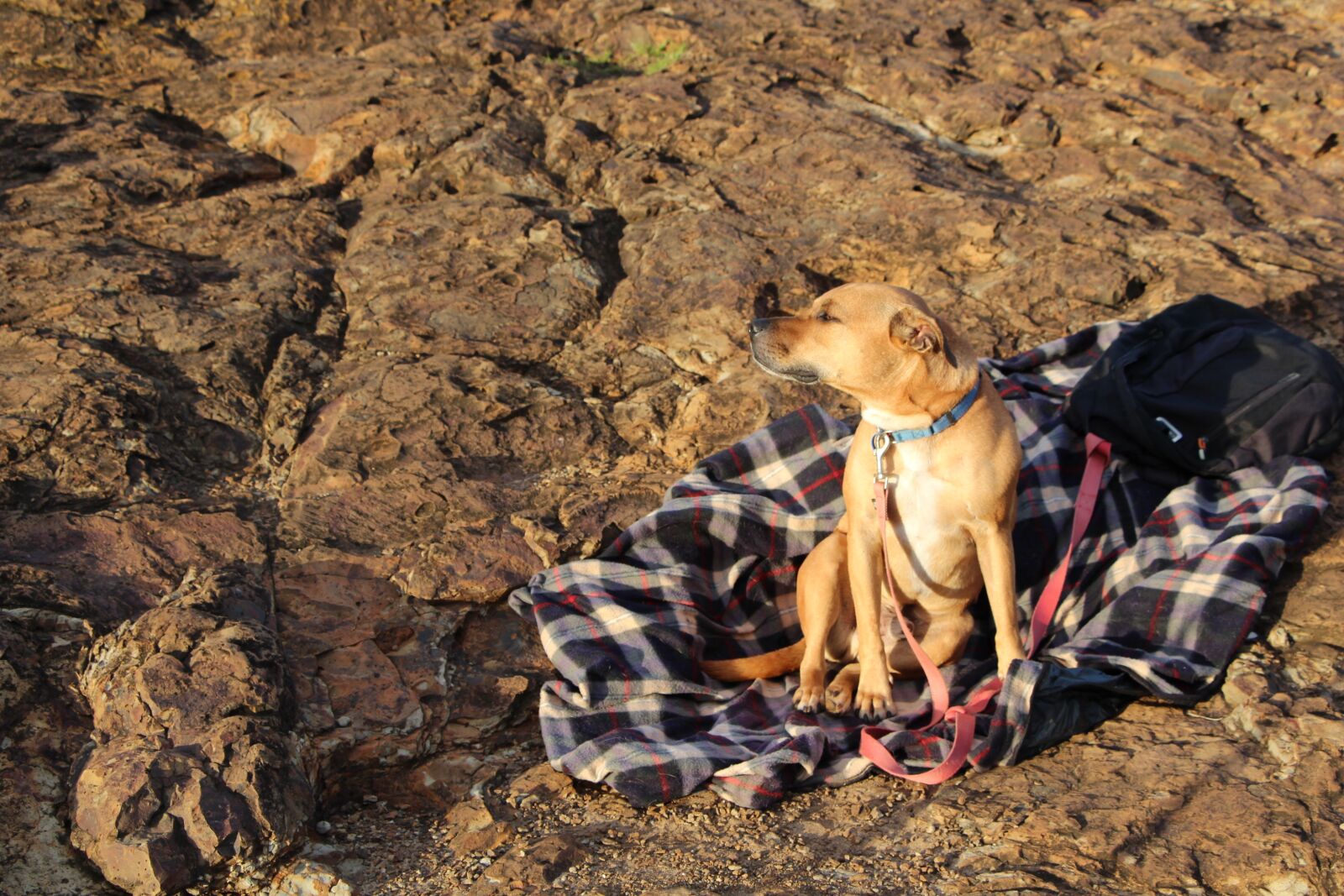Canon EOS 700D (EOS Rebel T5i / EOS Kiss X7i) sample photo. Dog, rock, sun photography