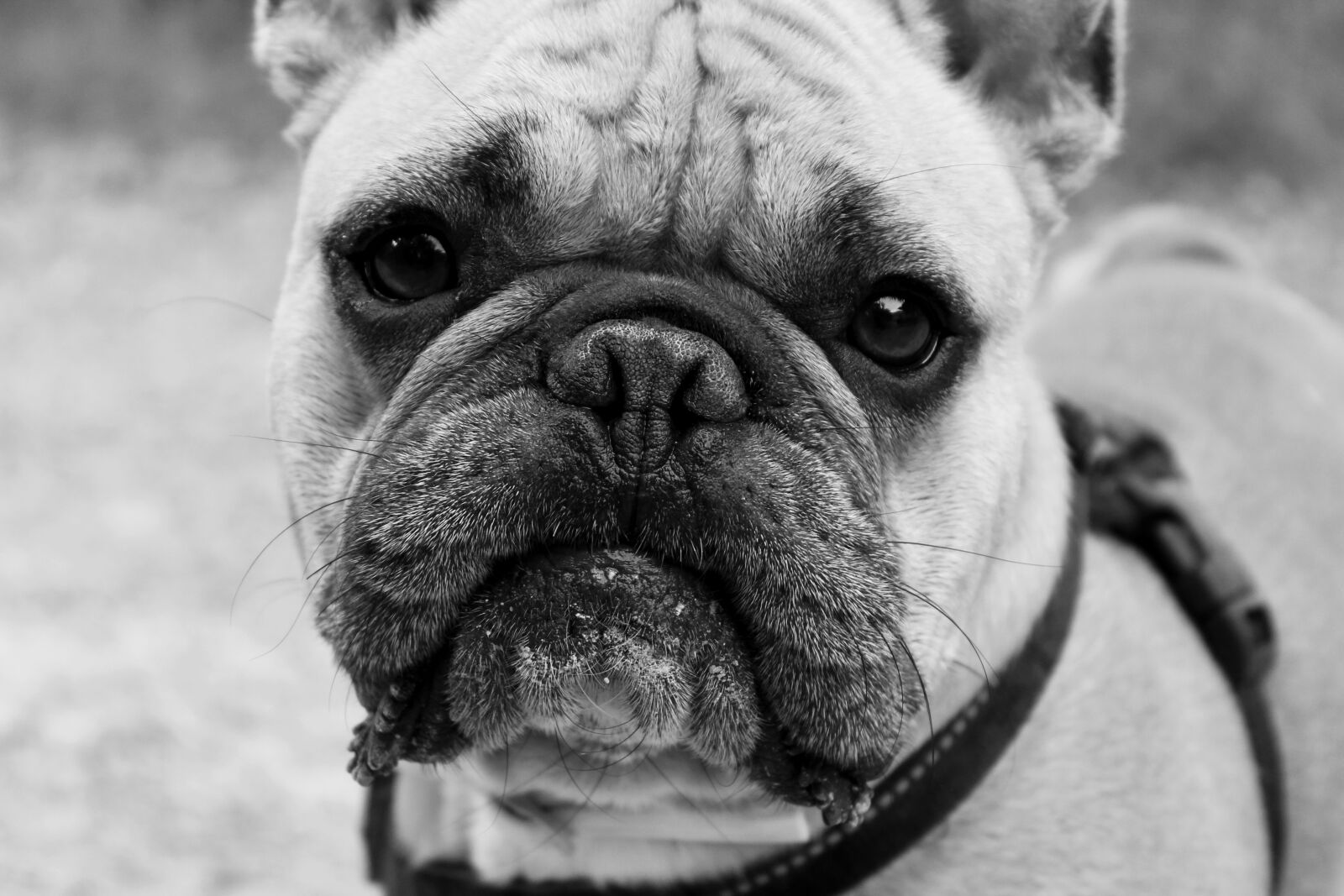 Canon EOS 1100D (EOS Rebel T3 / EOS Kiss X50) sample photo. Dog, bulldog, animal photography