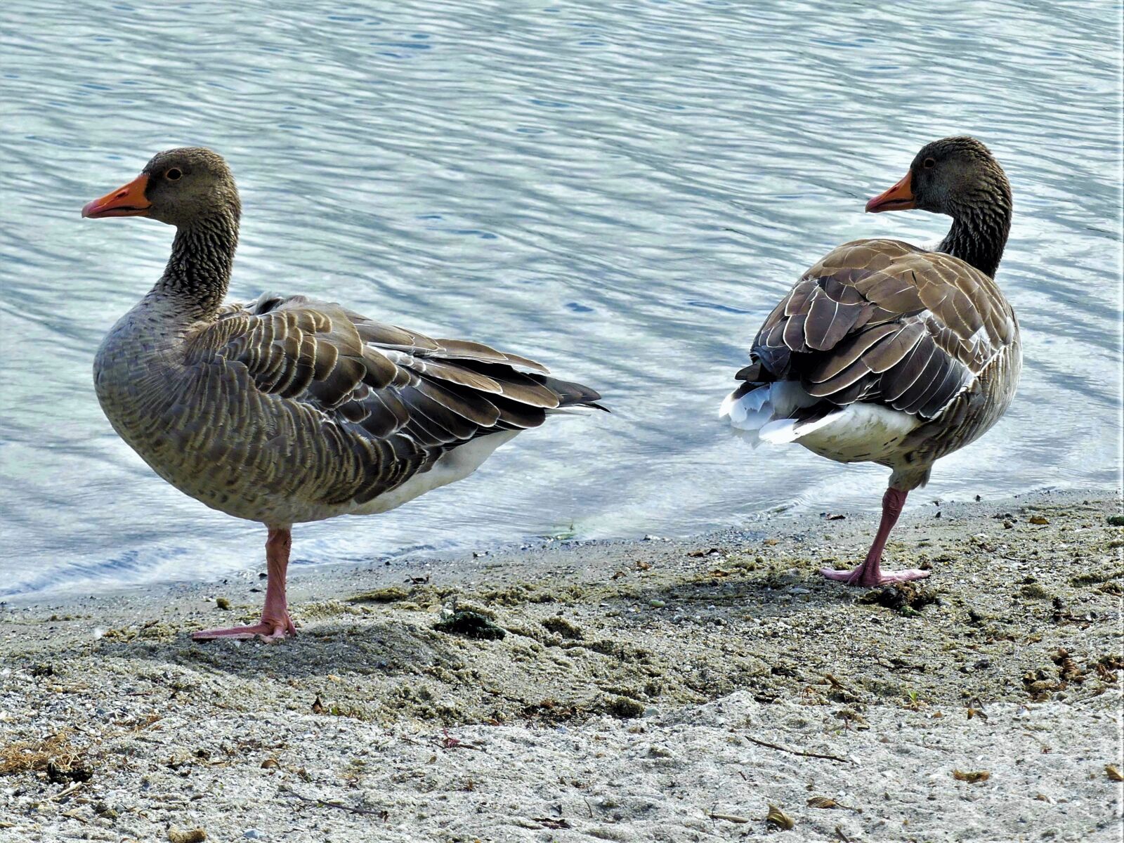 Panasonic Lumix DMC-FZ300 sample photo. Wild geese, sand, water photography