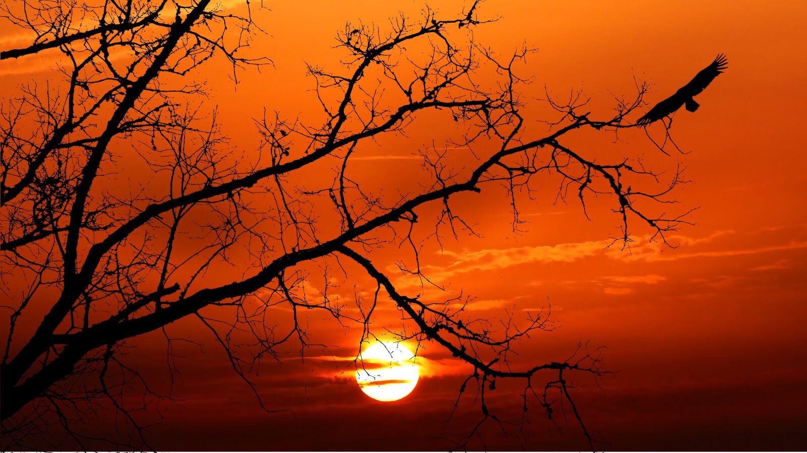 Panasonic Lumix DMC-FZ200 sample photo. Layer of the sun photography