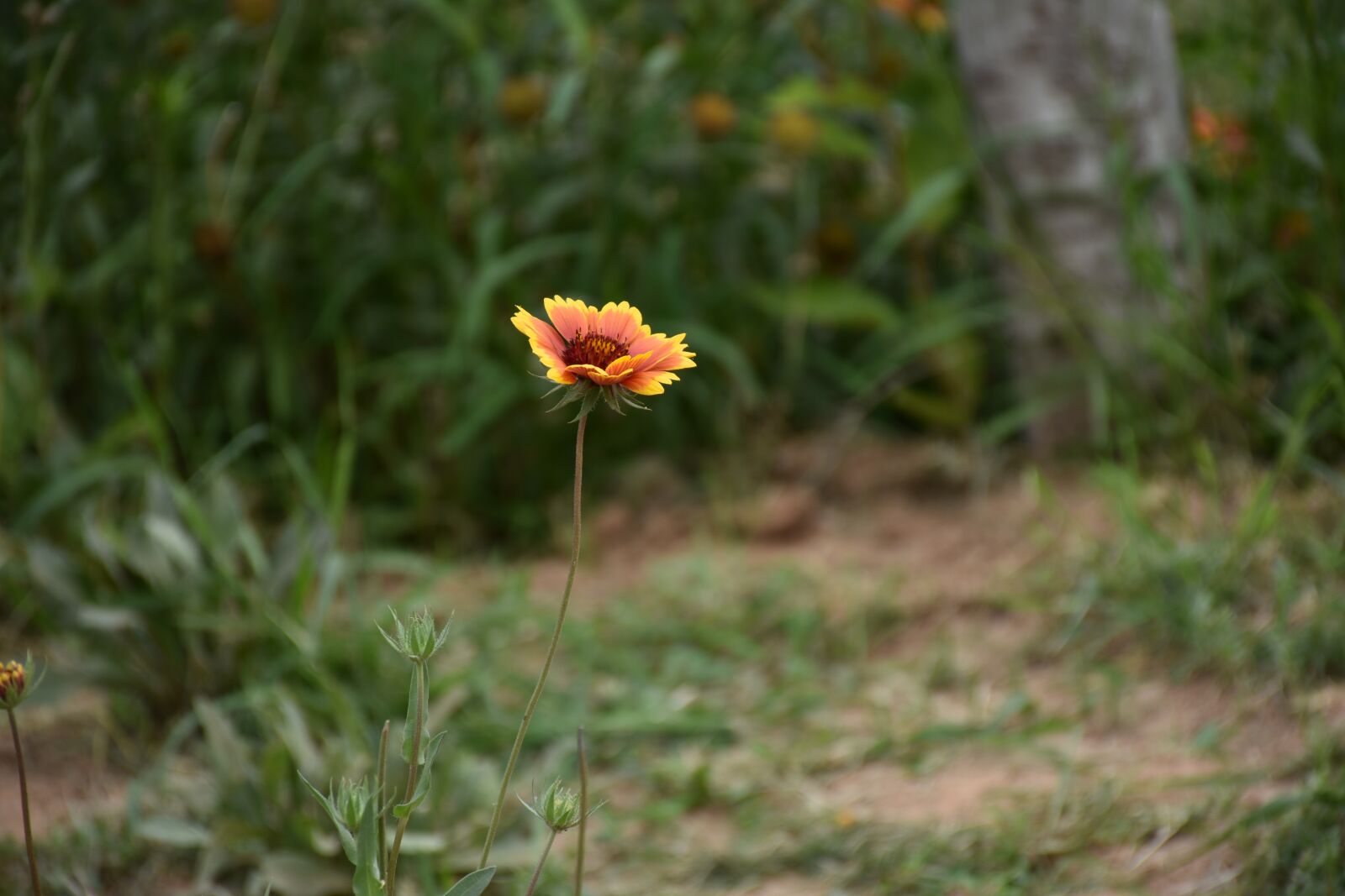 Nikon D7200 sample photo. Flower, plant, petals photography