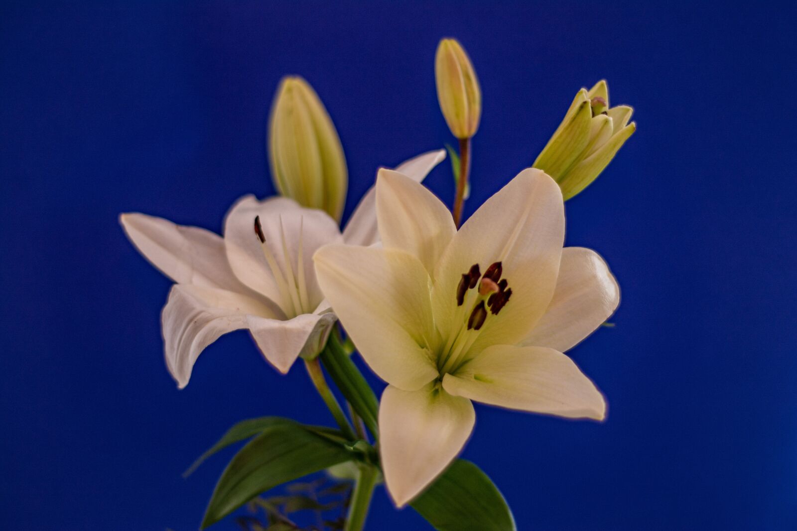 Nikon D7100 sample photo. Lily, flower, close-up photography