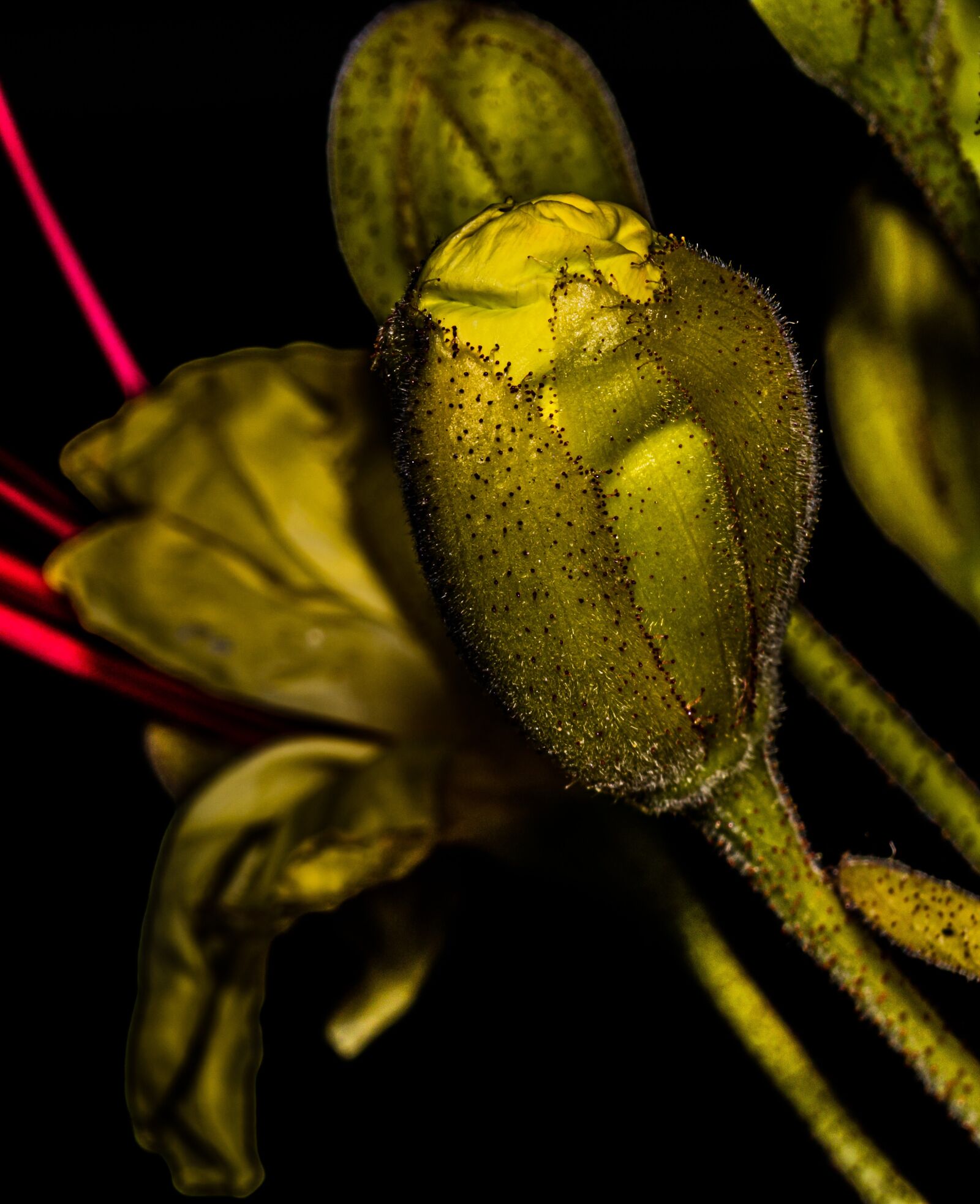 Nikon D5600 sample photo. Flowers, plants, nature photography