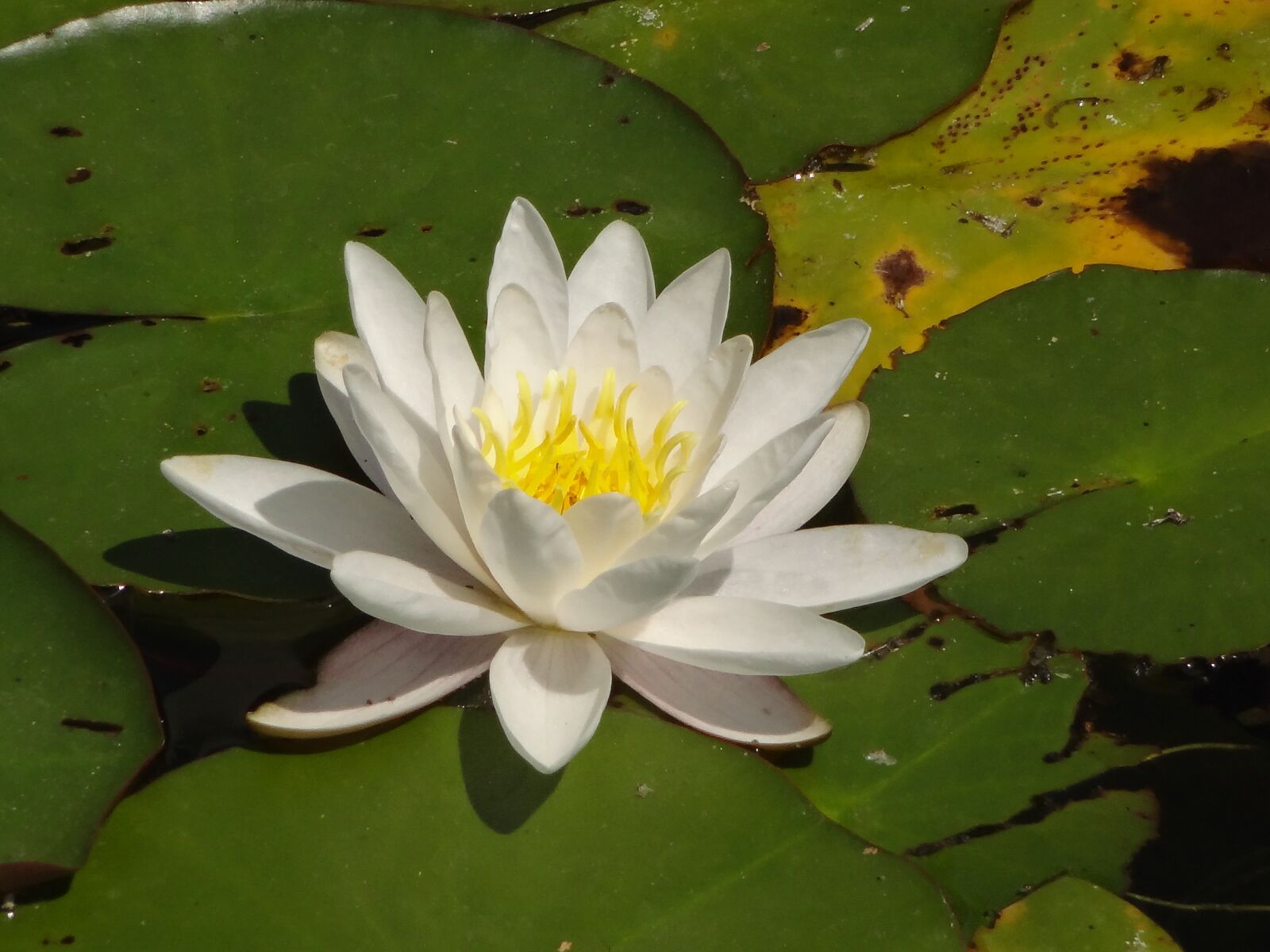 Sony DSC-WX100 sample photo. Lotus, flower, macro photography