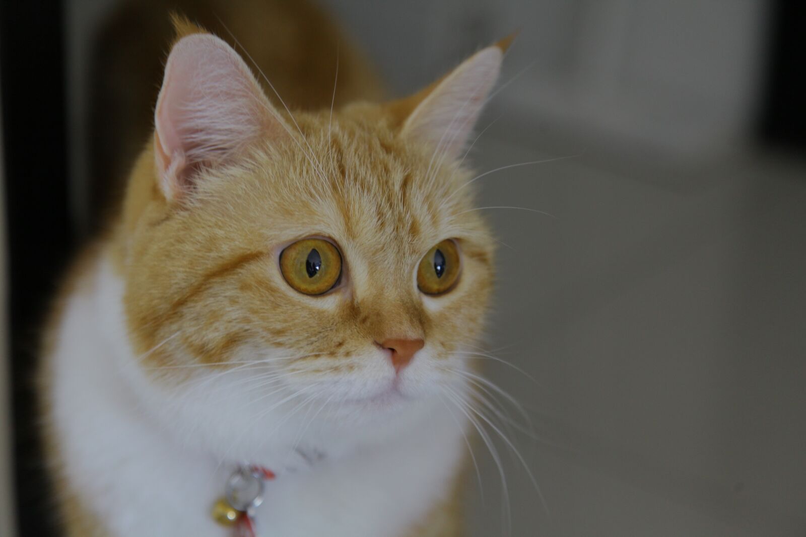Canon EOS 5D Mark II sample photo. Orange, kitten, pet photography
