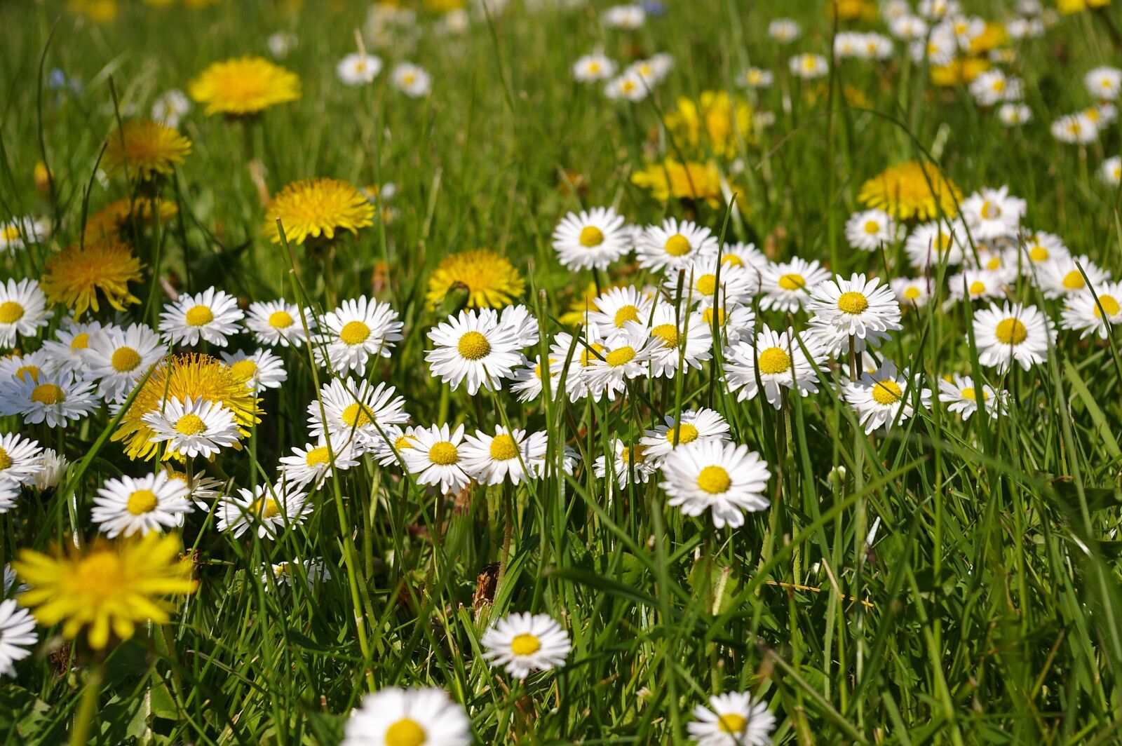 Pentax *ist DL2 sample photo. Spring meadow, meadow, spring photography