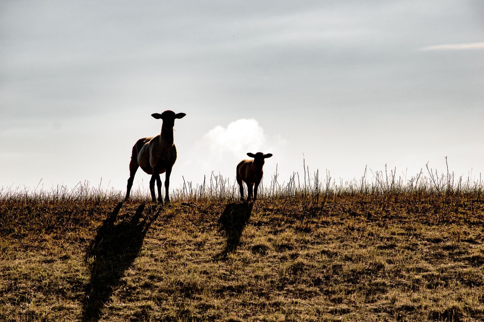 Nikon D3200 sample photo. Sheep, animals, wool photography