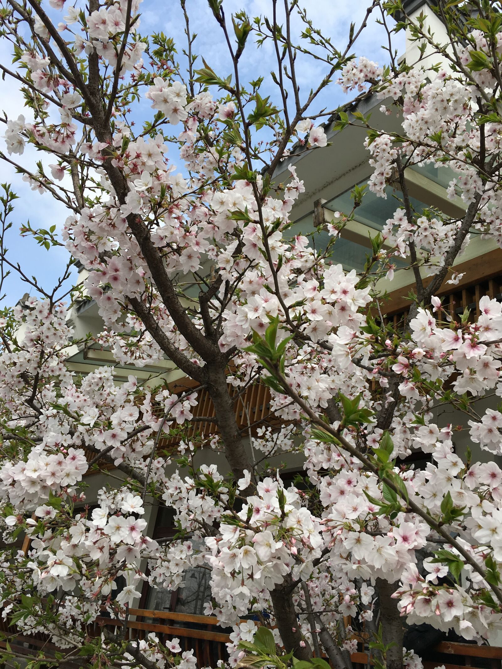 Apple iPhone 6s sample photo. Cherry, blossom, cherry, blossoms photography