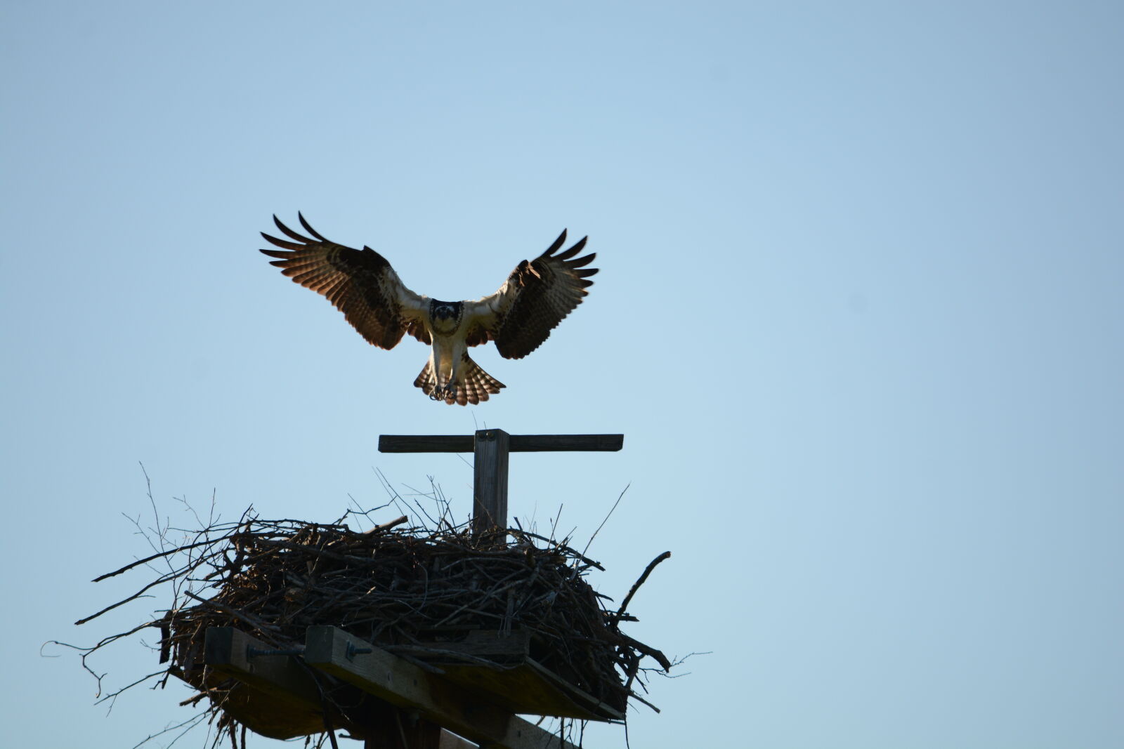 Nikon D7100 sample photo