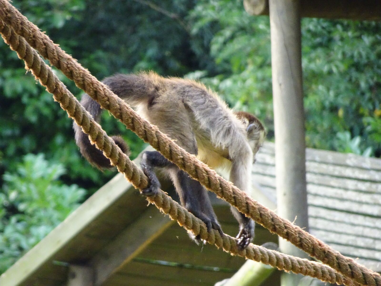 Sony Cyber-shot DSC-WX500 sample photo. Monkey, ropes, squirrel monkey photography