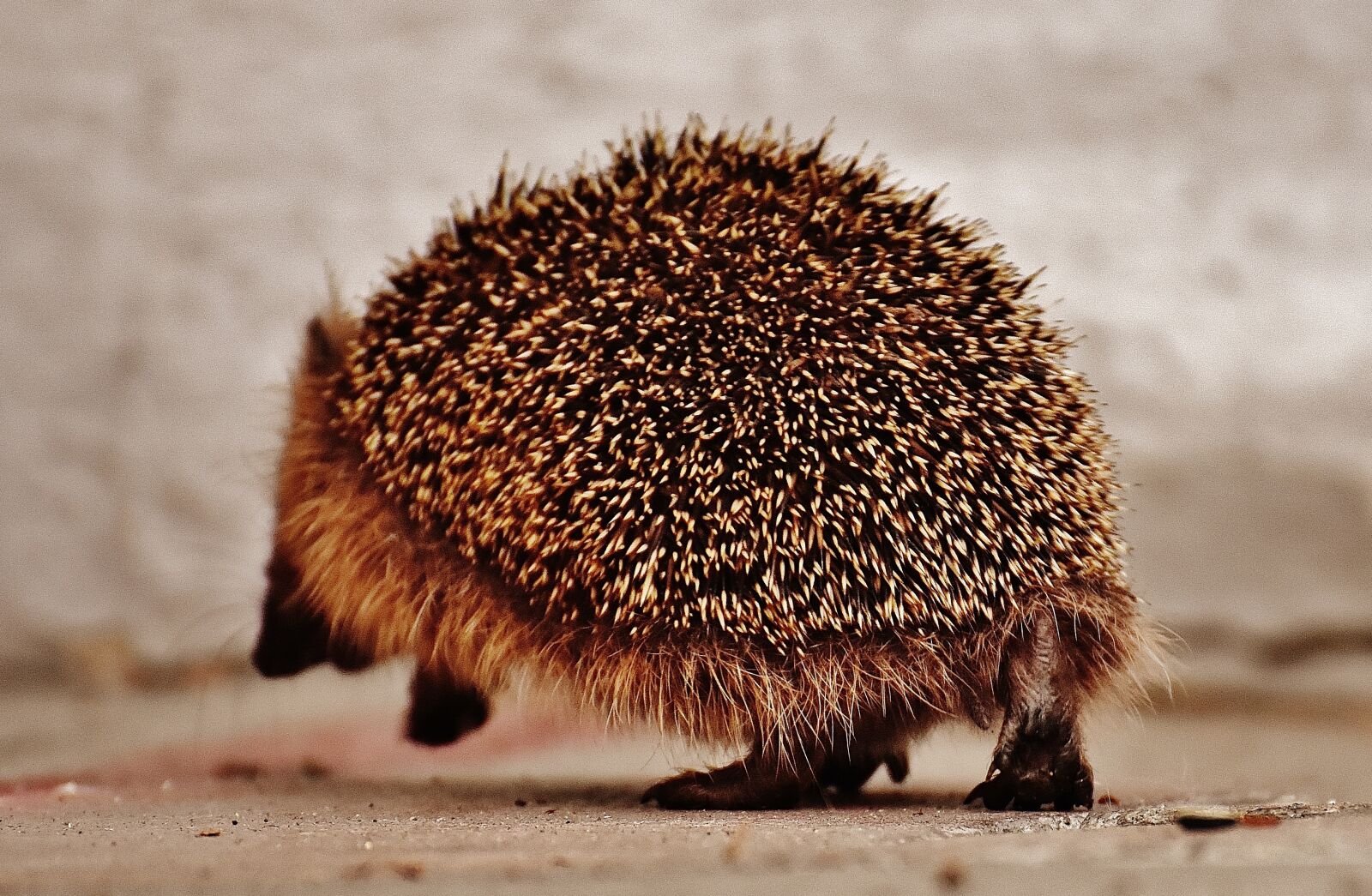 Nikon D7200 sample photo. Hedgehog child, young hedgehog photography