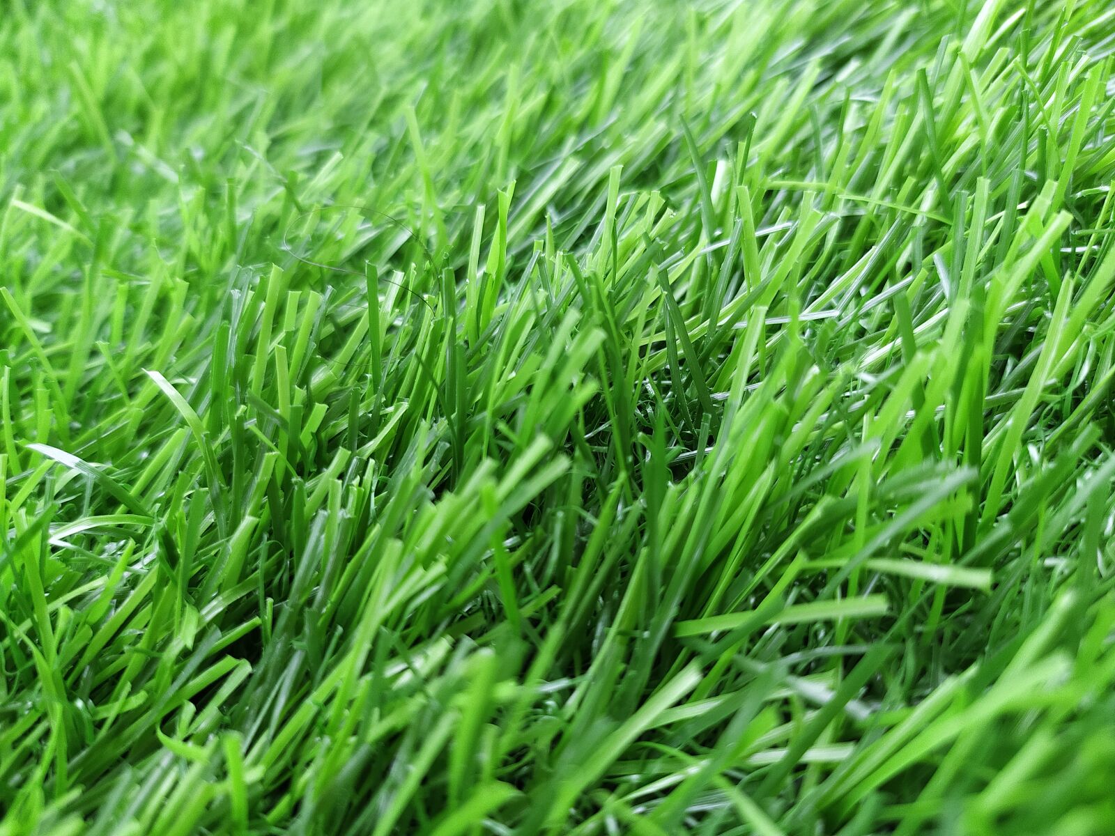 Xiaomi Redmi Note 8 sample photo. Grass, bushes, green grass photography