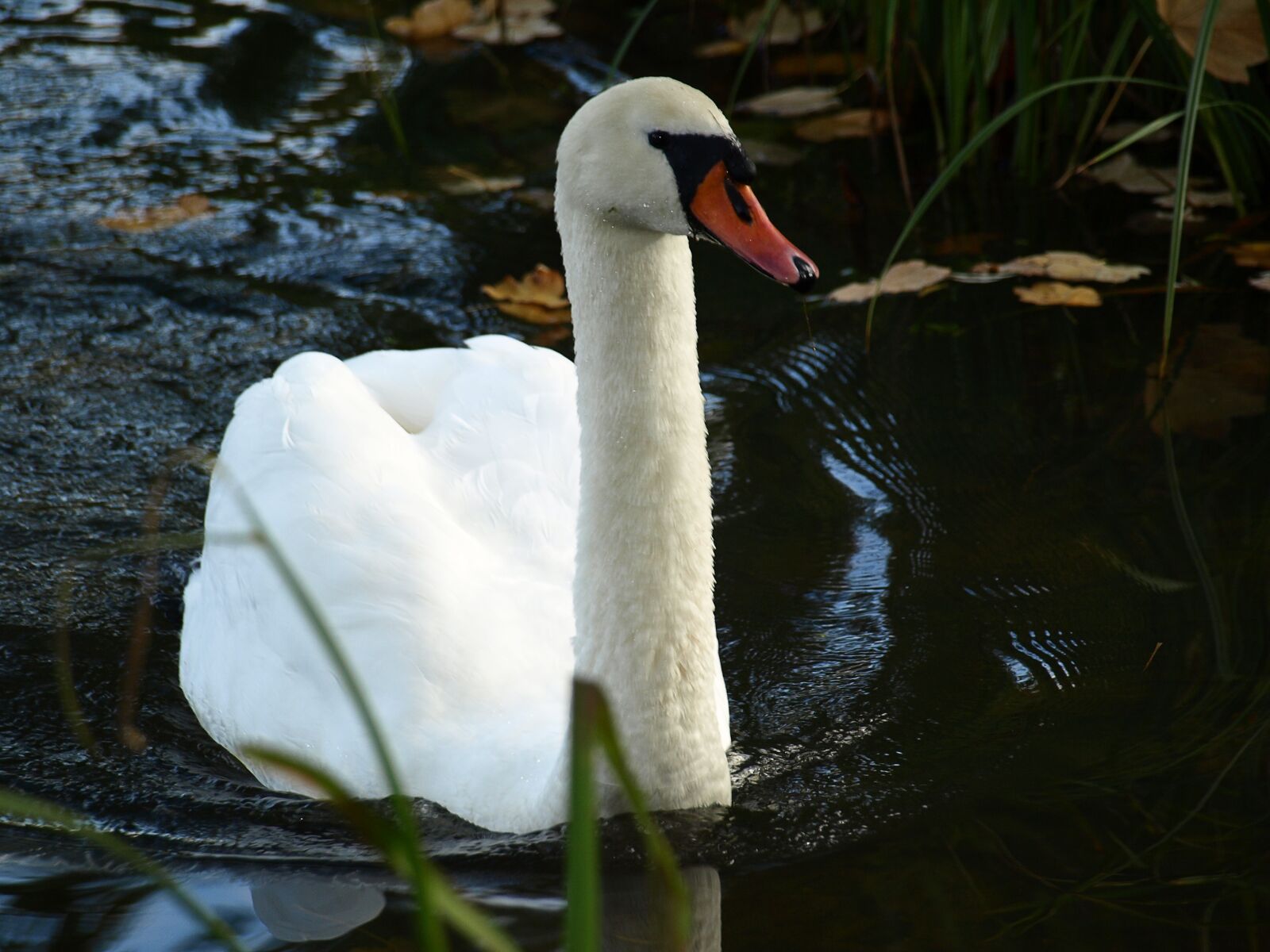 Olympus E-510 (EVOLT E-510) sample photo. Swan, bird, animal photography