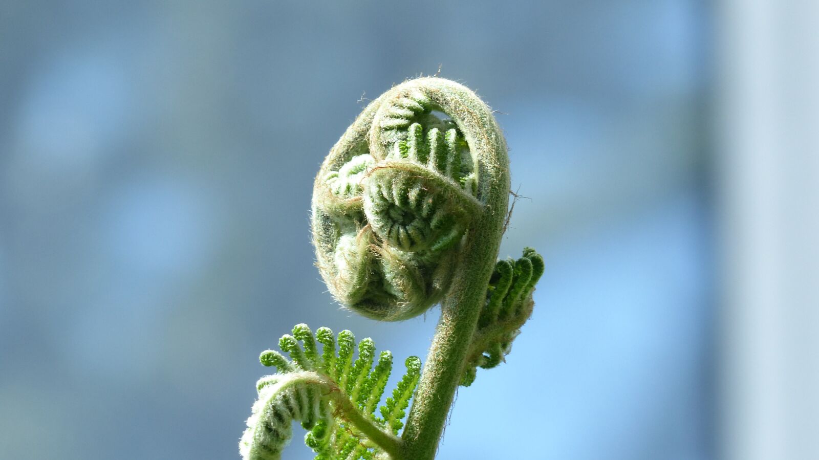 Panasonic Lumix DMC-FZ200 sample photo. Growth, nature, fiddlehead photography