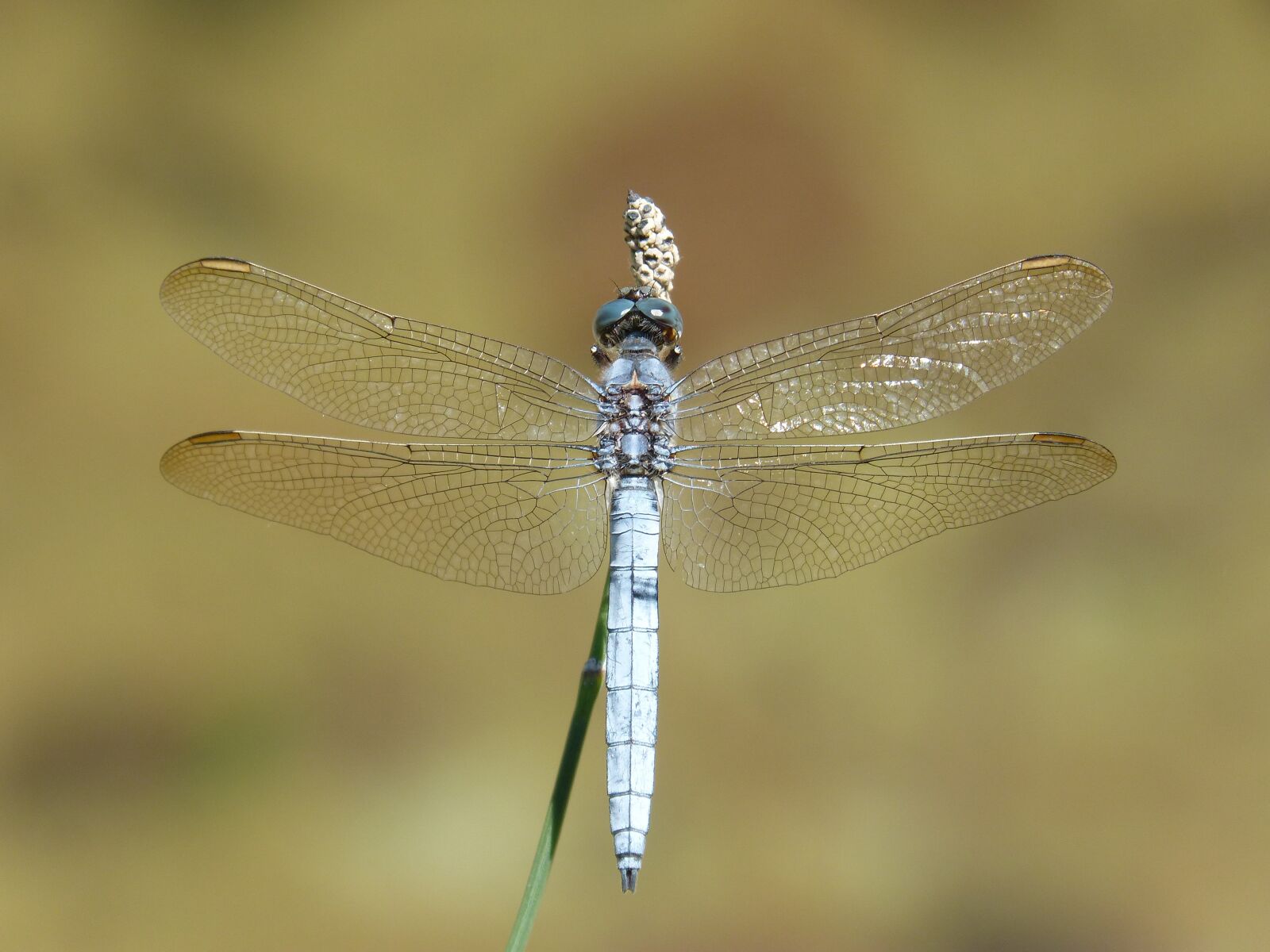 Panasonic DMC-FZ62 sample photo. Blue dragonfly, stem, wetland photography
