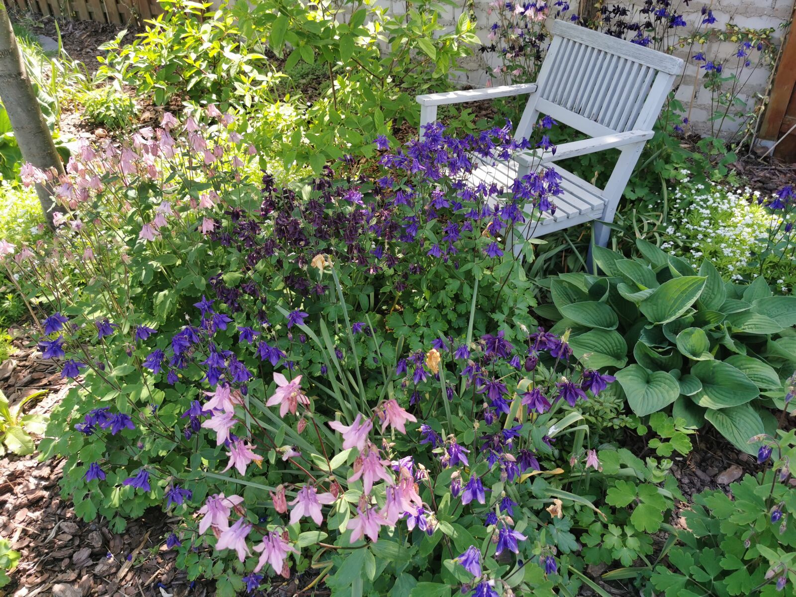 HUAWEI P30 Pro sample photo. Columbines, garden, flowers photography