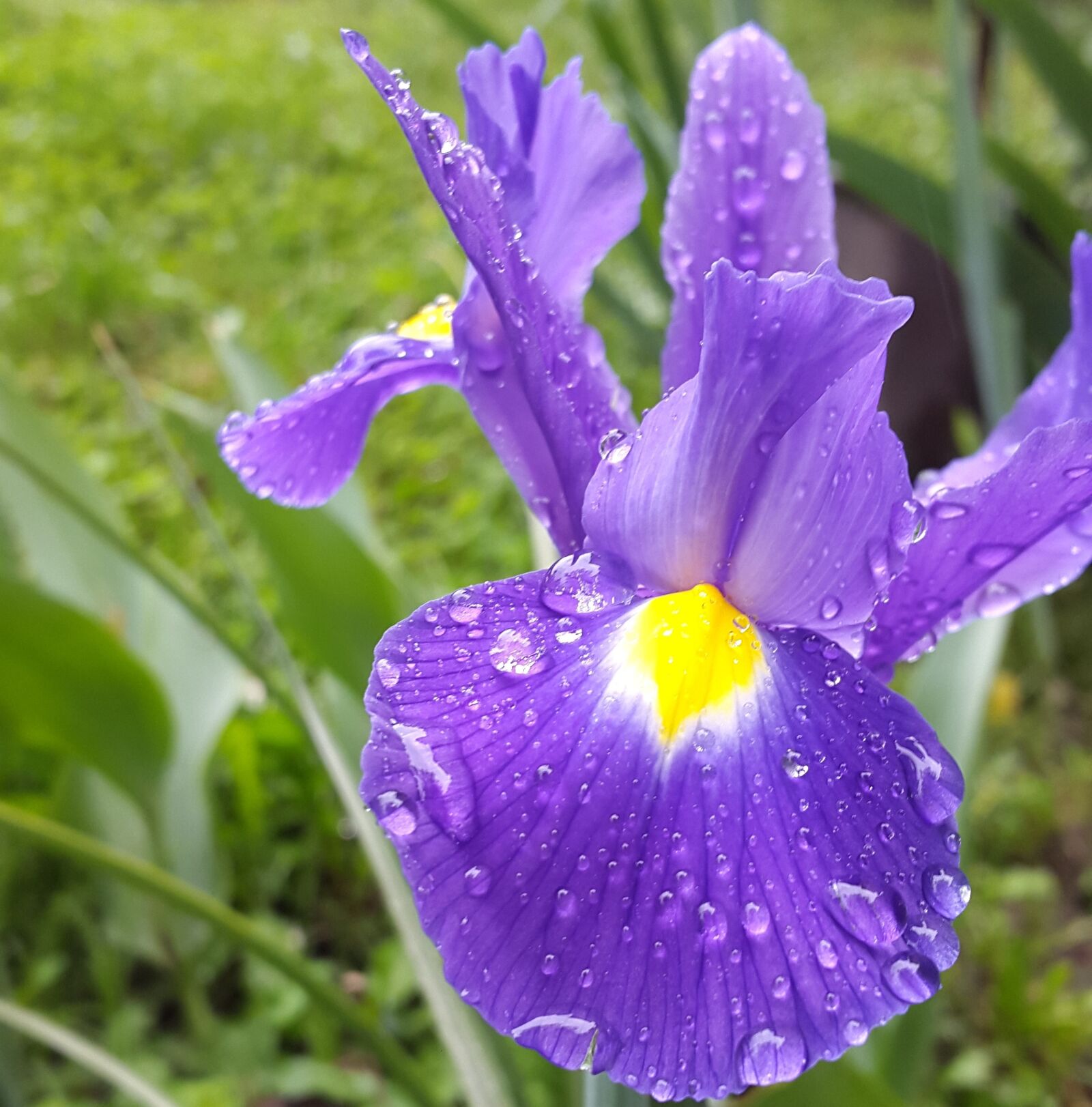 Samsung Galaxy Alpha sample photo. Iris, flower, garden photography