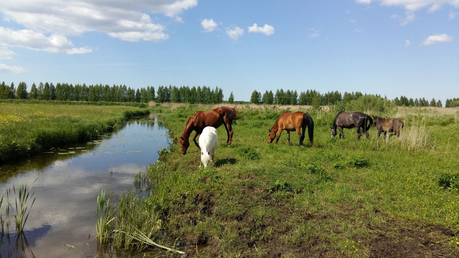 Samsung Galaxy A5 sample photo. Horse, horses, equine photography