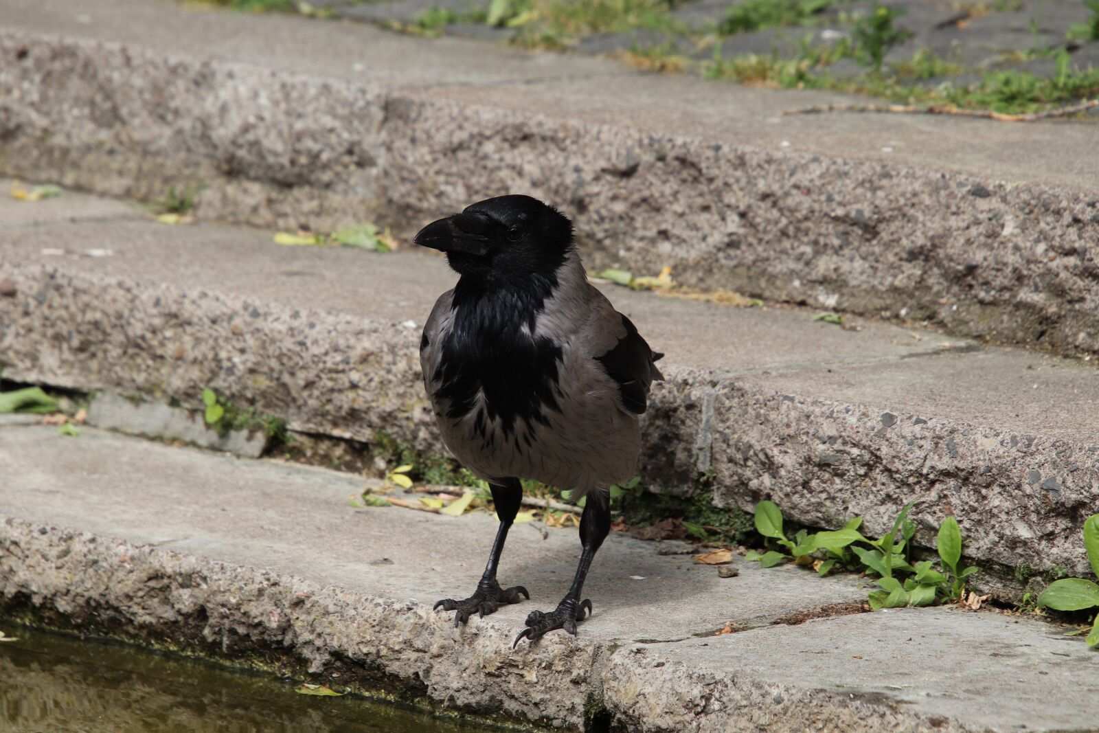 Canon EOS 800D (EOS Rebel T7i / EOS Kiss X9i) sample photo. Crow, raven, bird photography