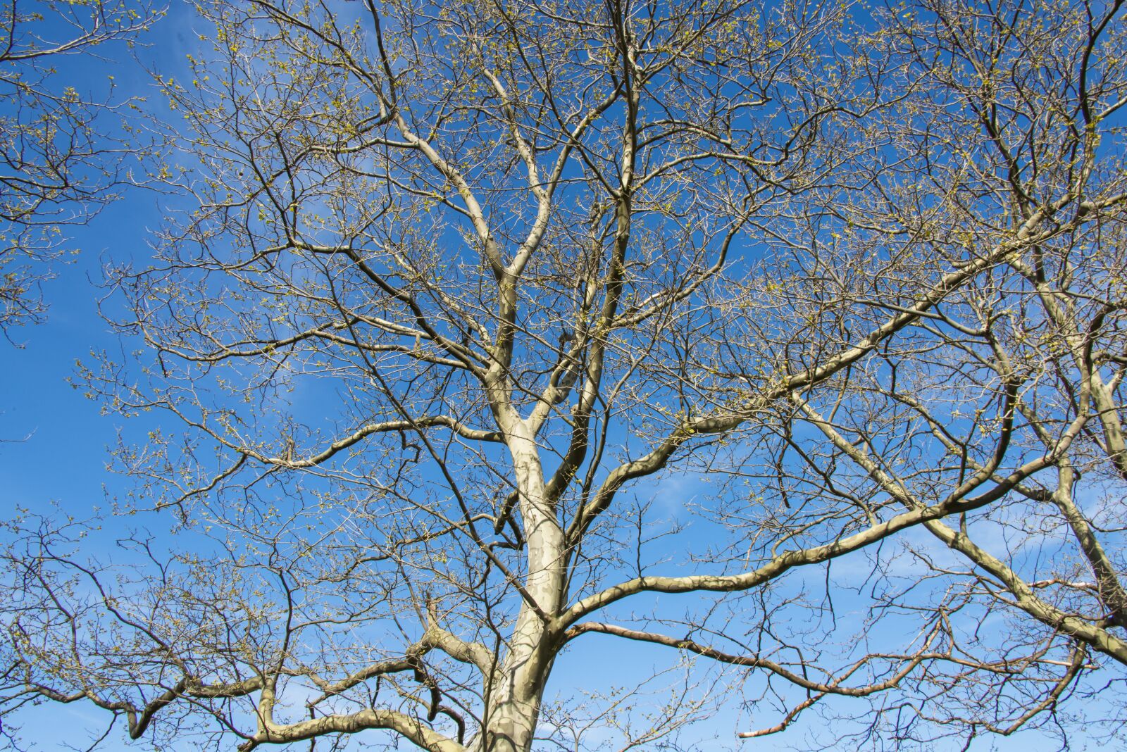 Nikon D800 sample photo. Tree, winter, birch photography