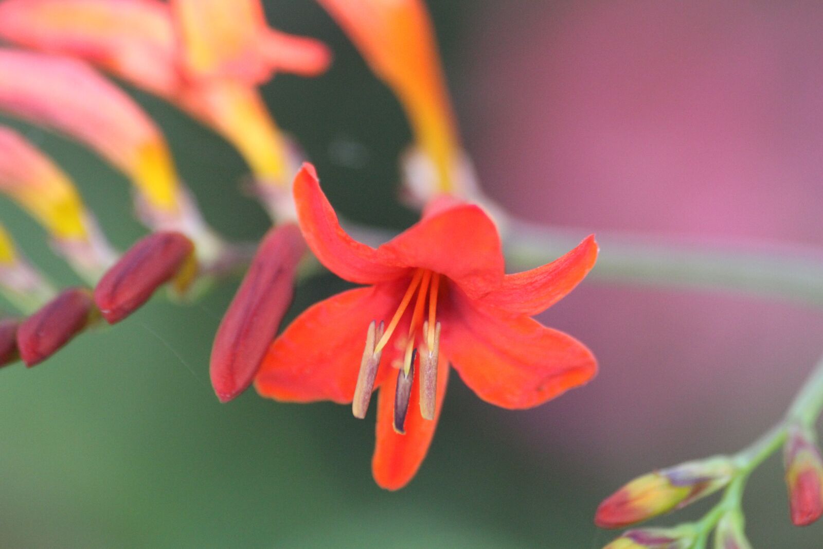 Canon EOS 7D sample photo. Flower, nature, outdoor photography