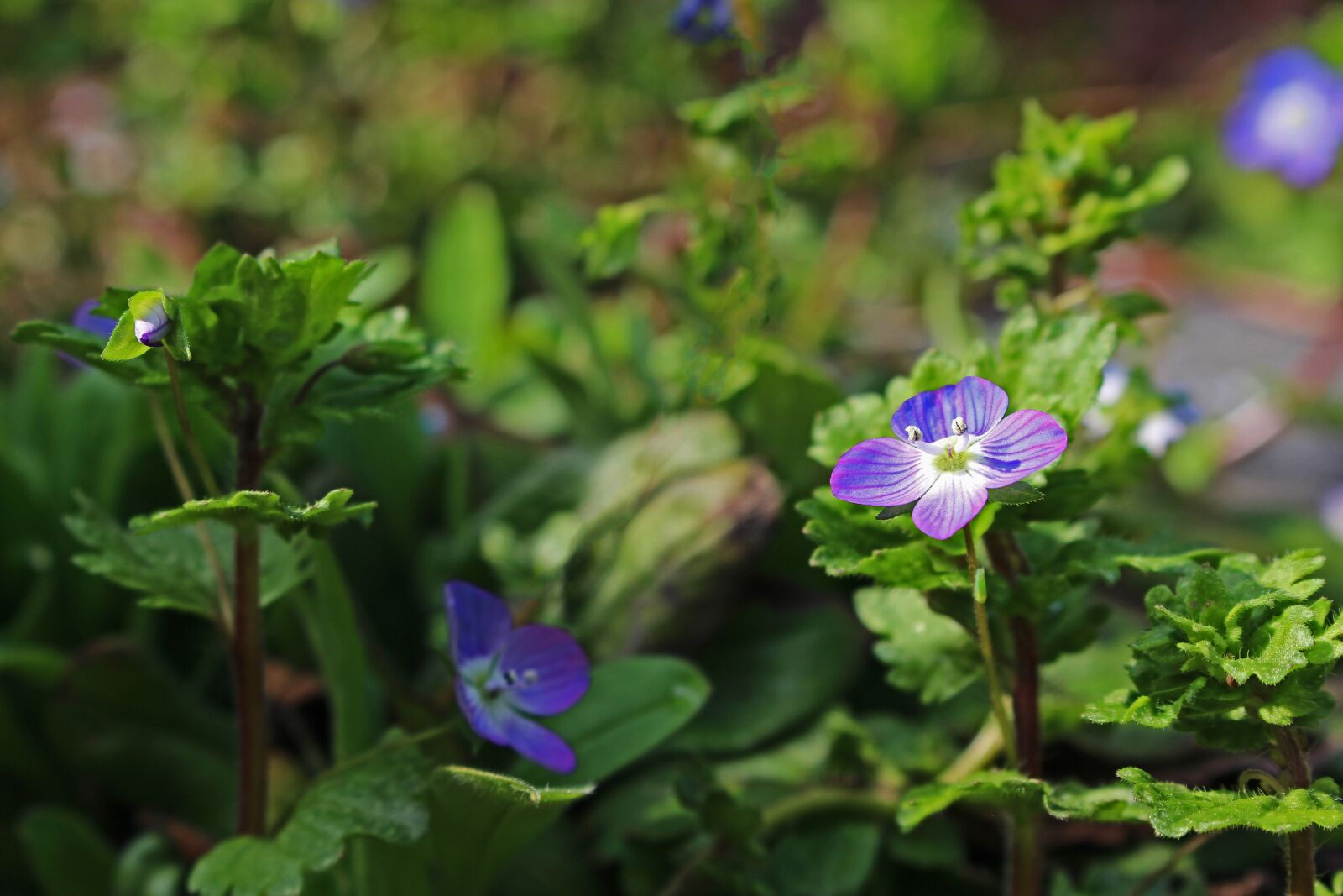 Canon EOS 700D (EOS Rebel T5i / EOS Kiss X7i) sample photo. Wild herb, weed, pointed photography
